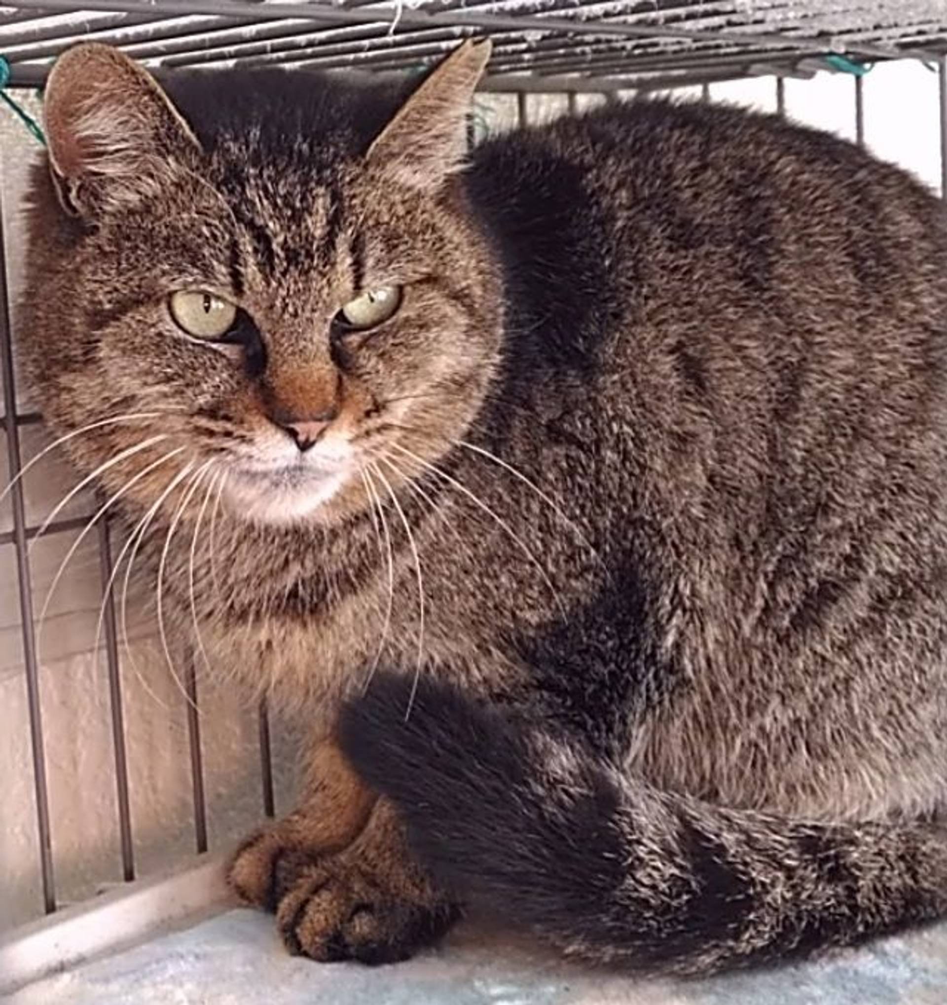 雑種（ミックス猫）・メスの里親募集の写真