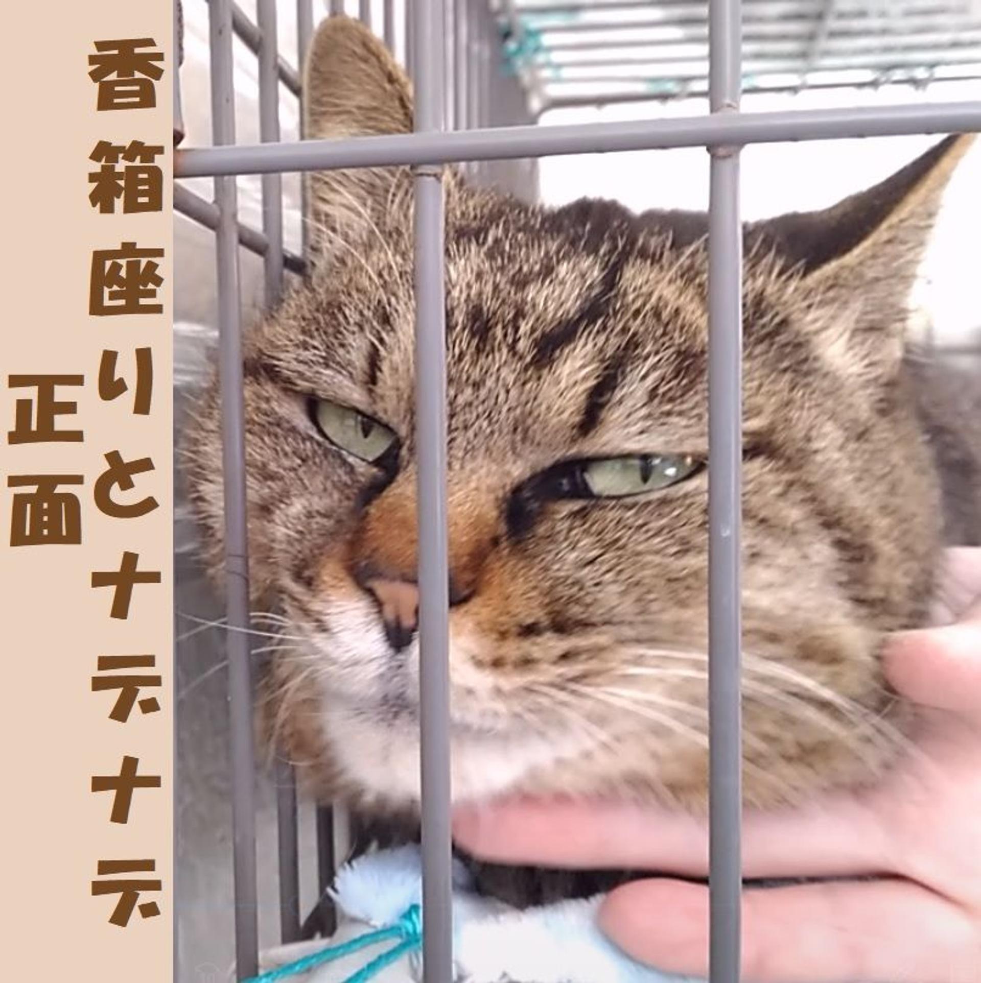 pet-image-4