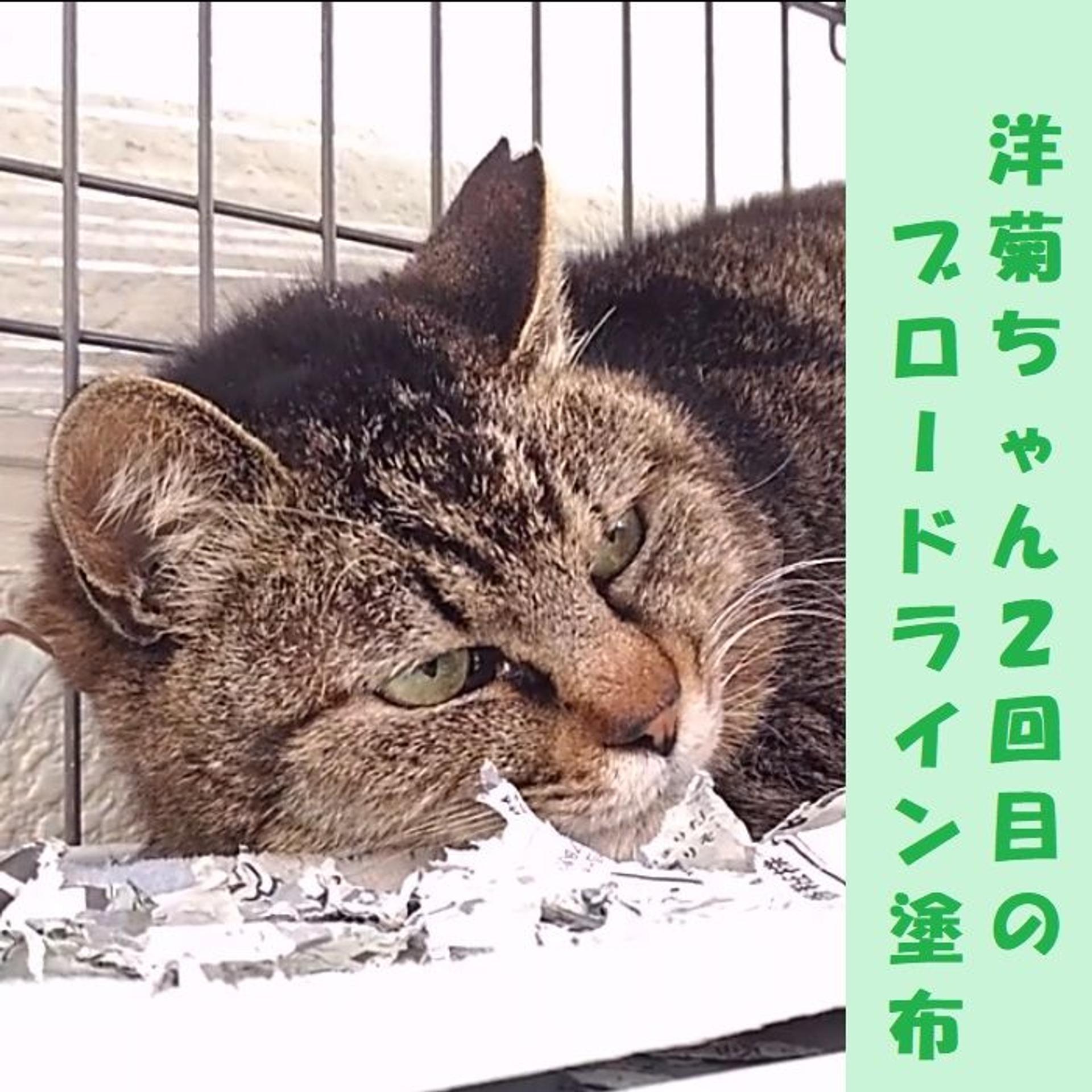 pet-image-5