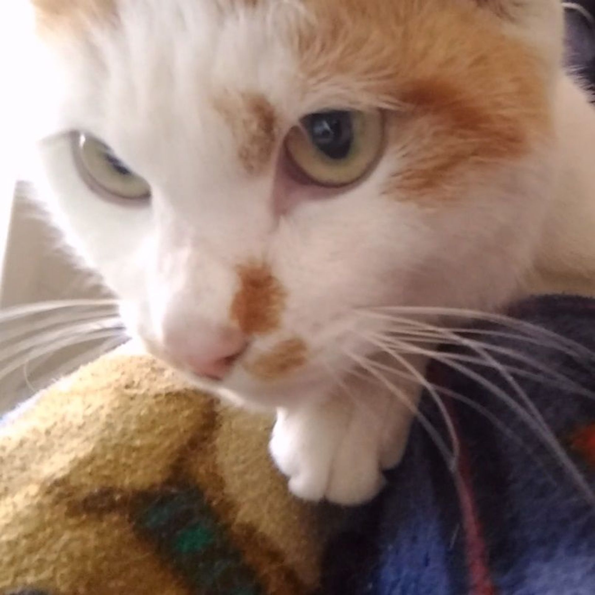 雑種（ミックス猫）・オスの里親募集の写真
