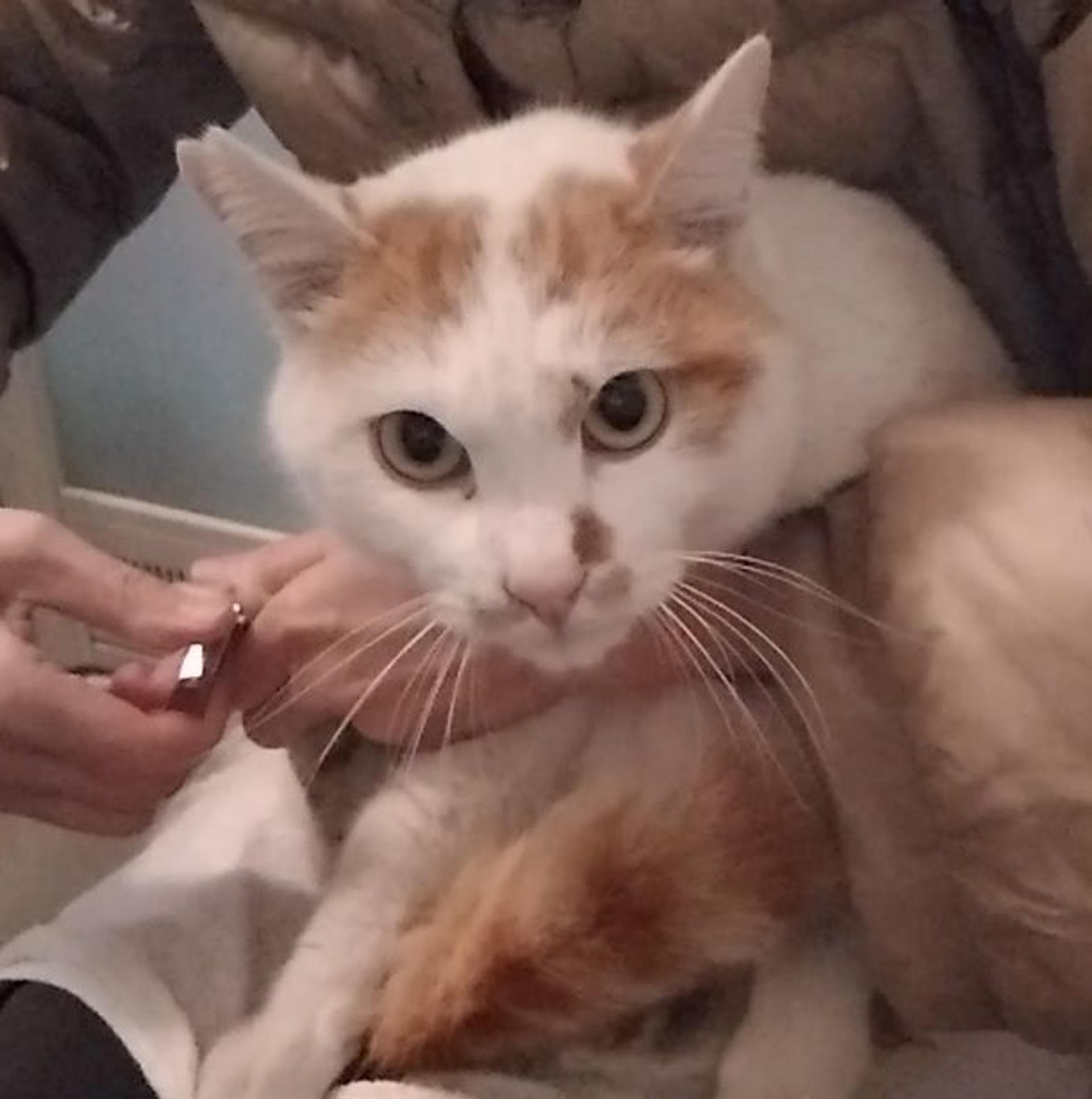 pet-image-2