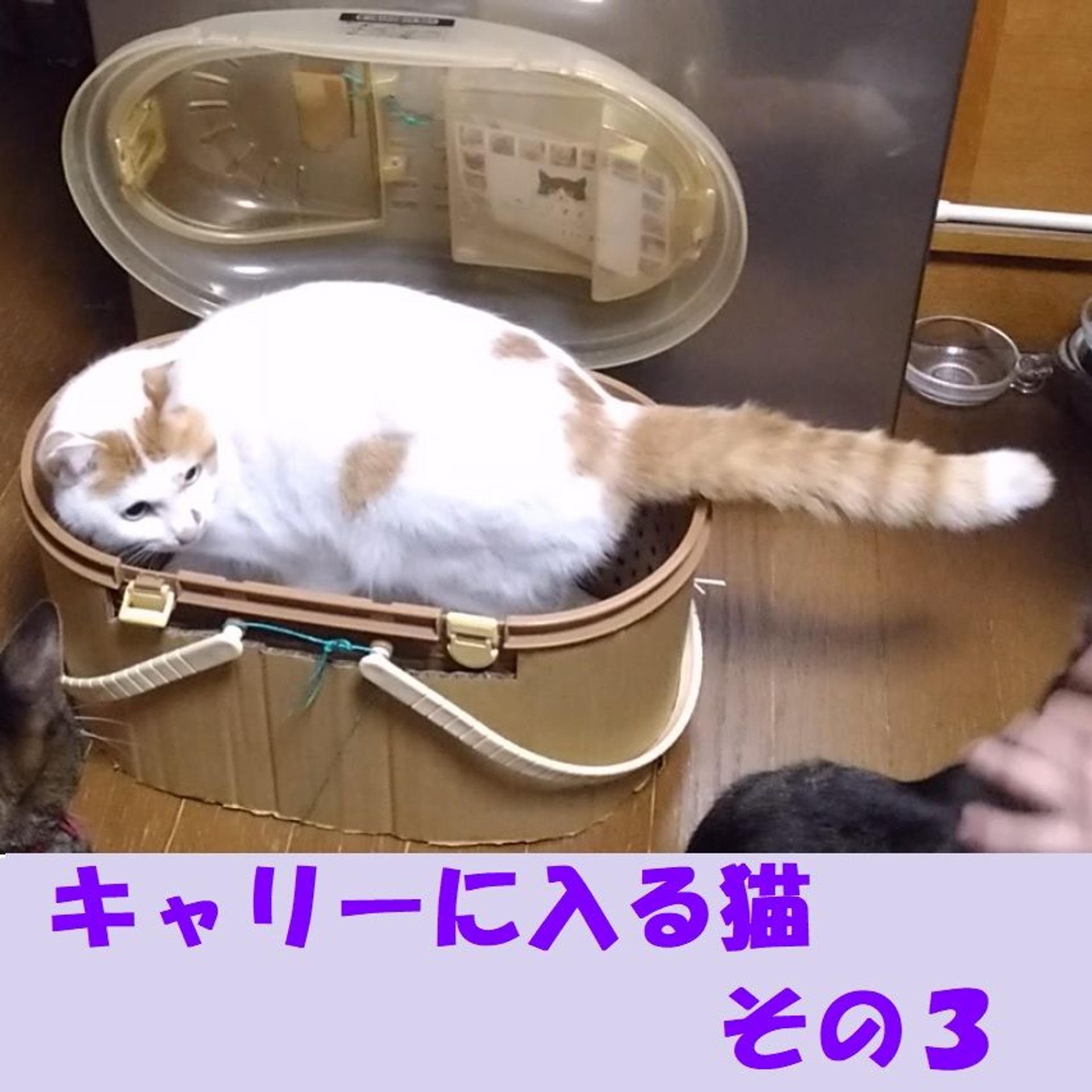 pet-image-6