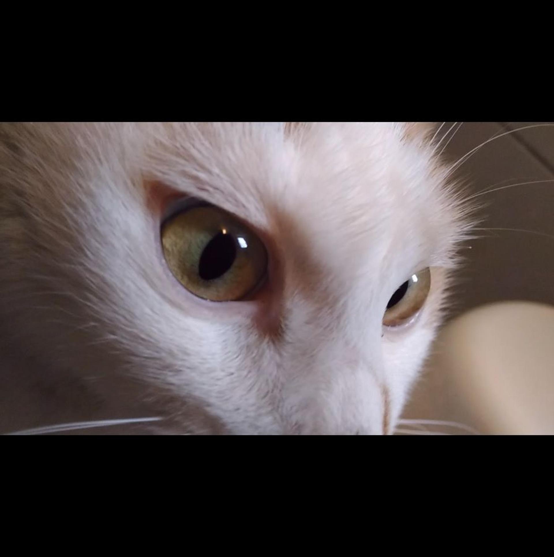 pet-image-7