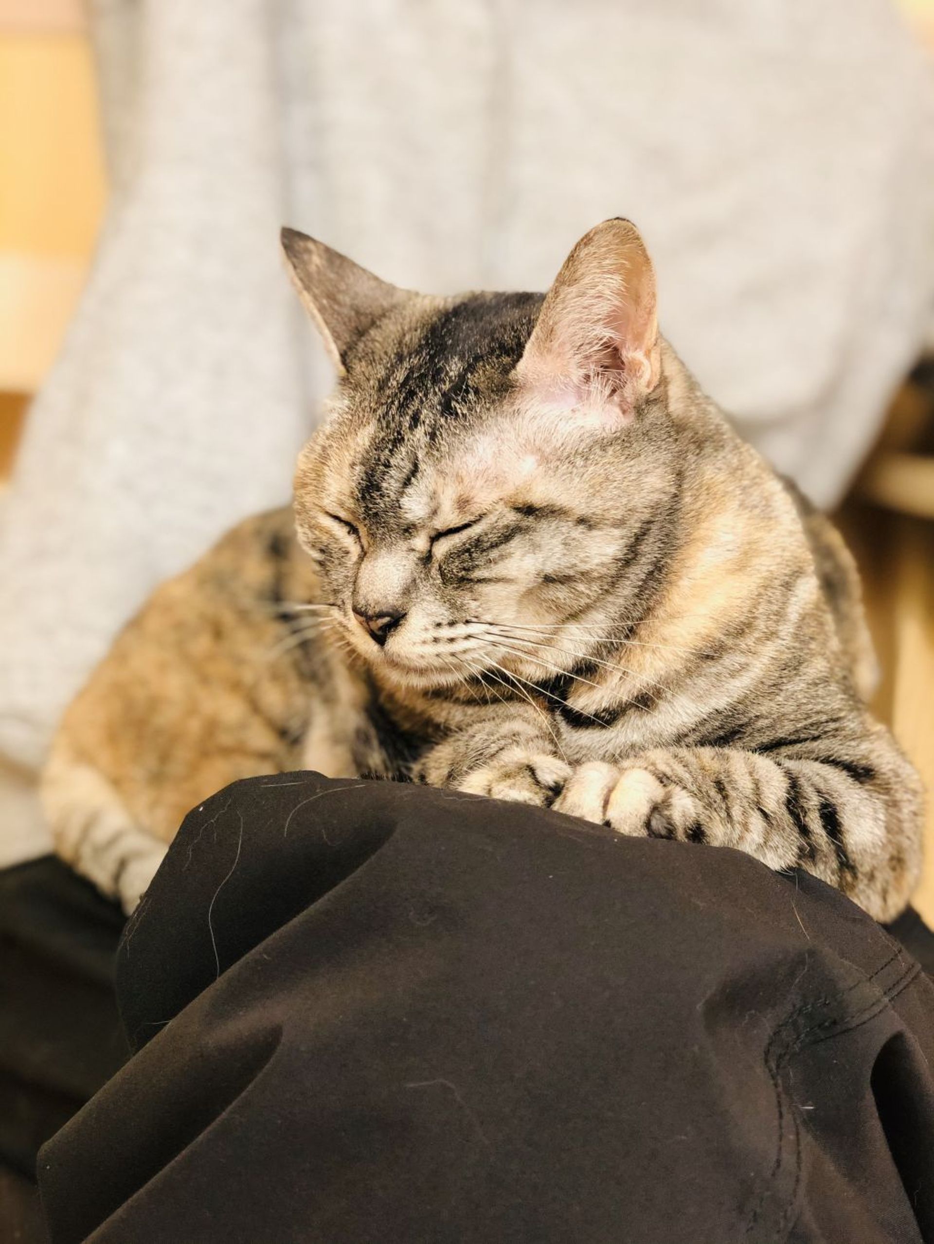 雑種（ミックス猫）・メスの里親募集の写真
