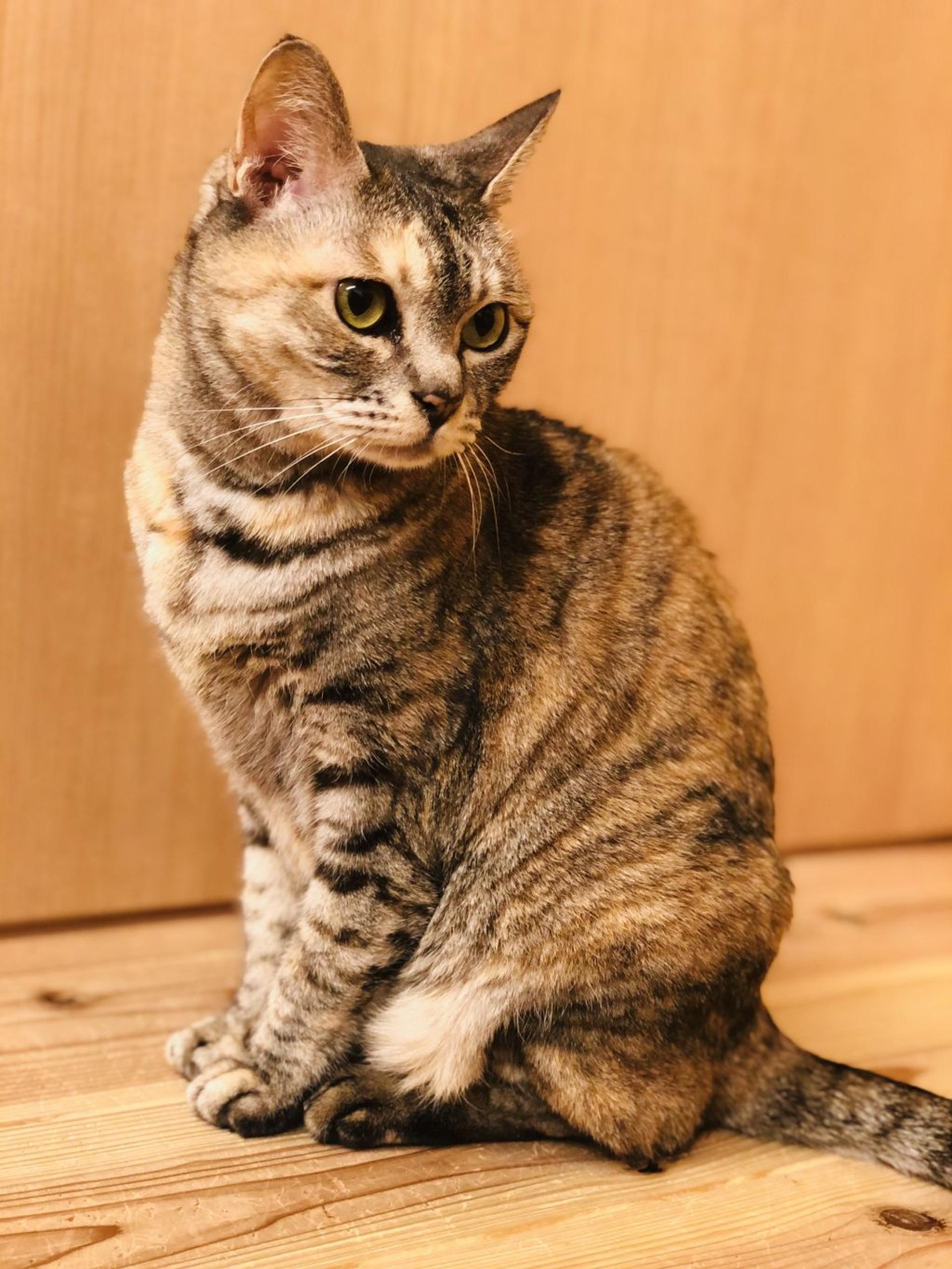 pet-image-3