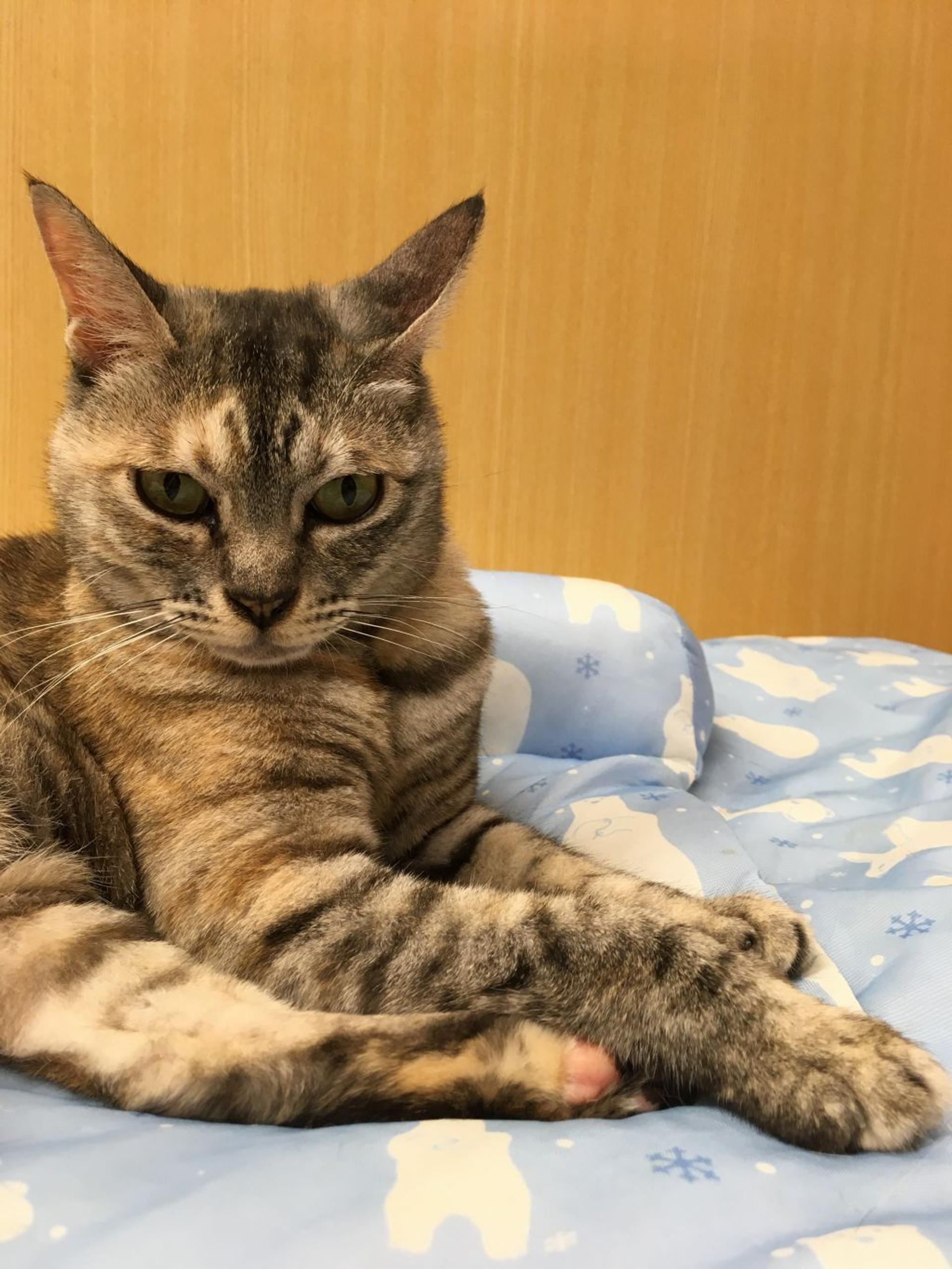pet-image-4
