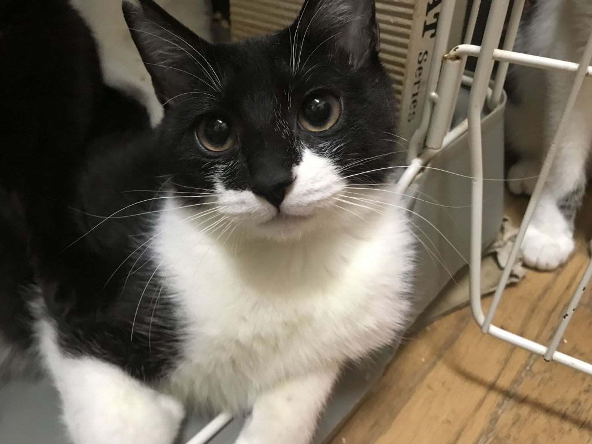 雑種（ミックス猫）・オスの里親募集の写真