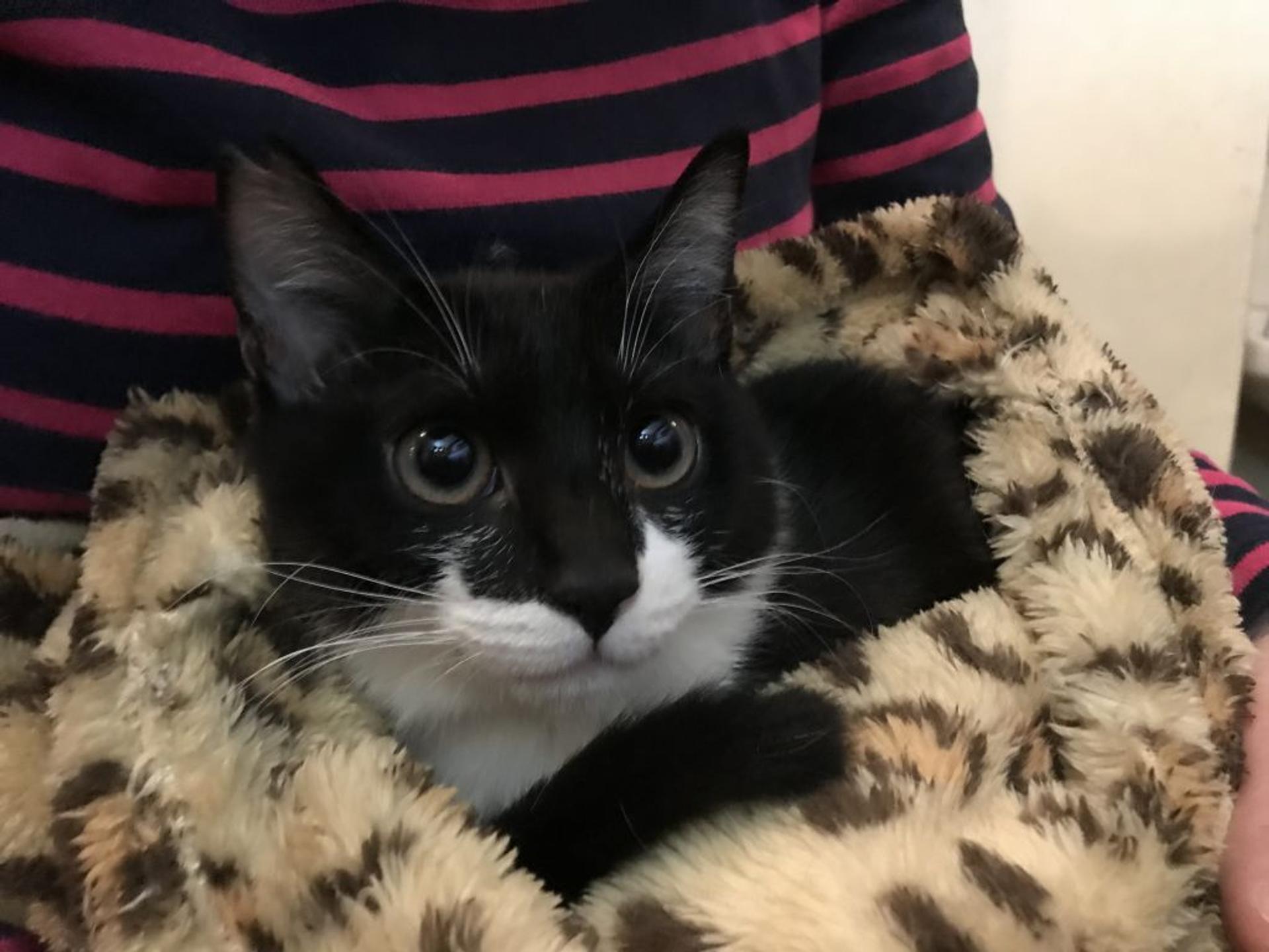 pet-image-3