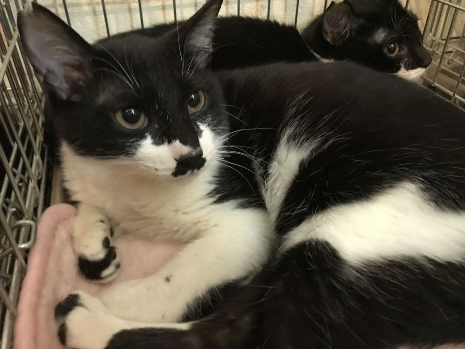 雑種（ミックス猫）・オスの里親募集の写真