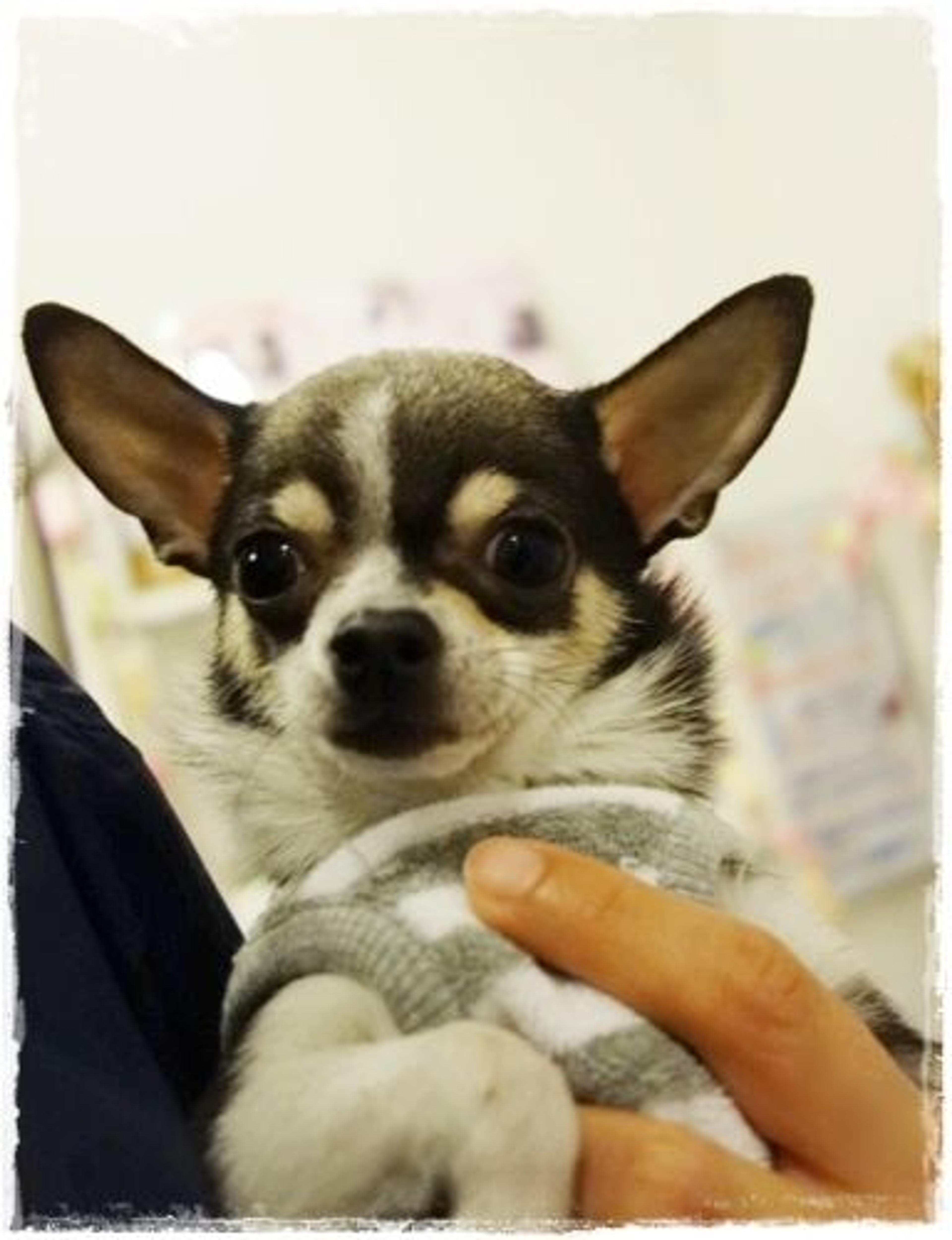 pet-image-2
