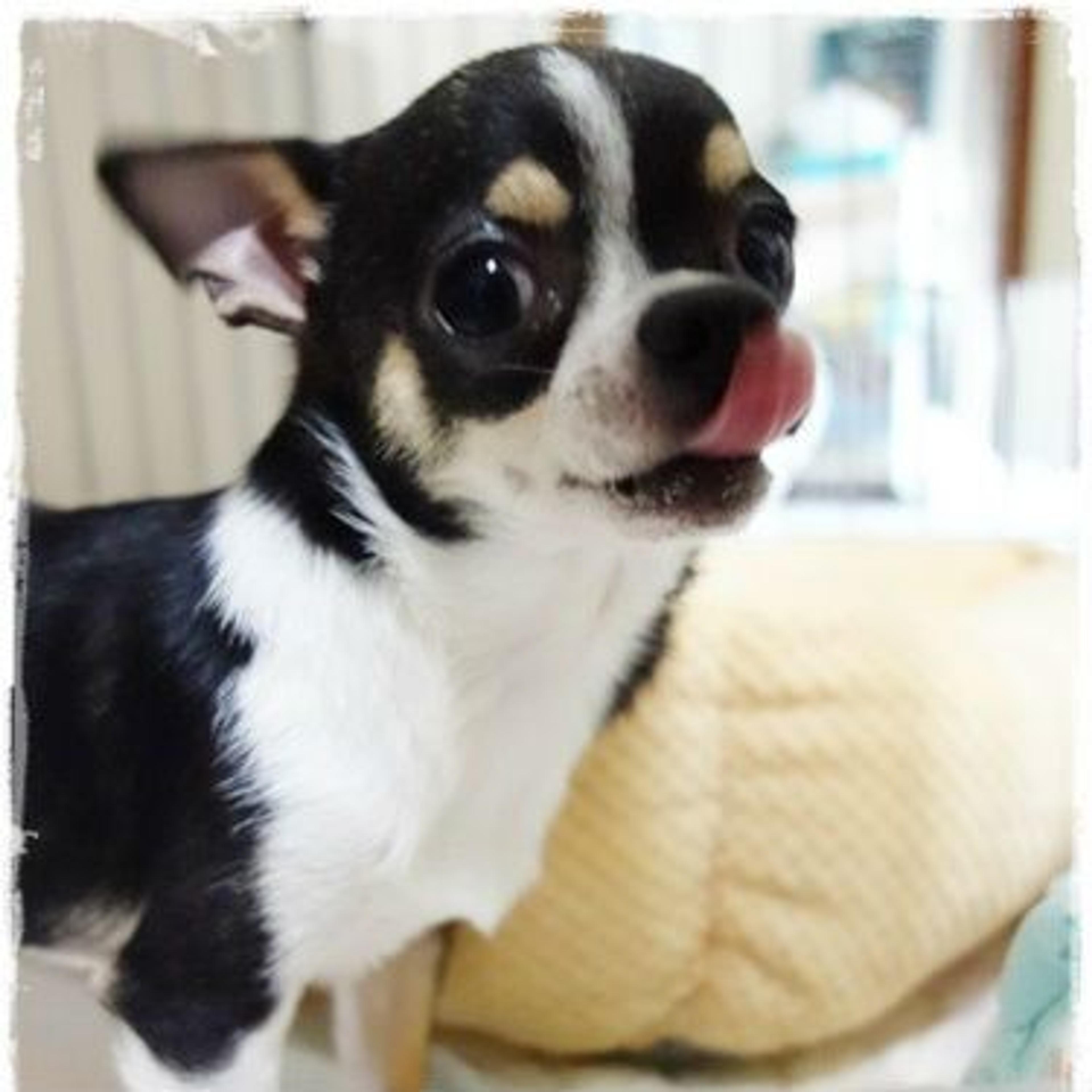 pet-image-3
