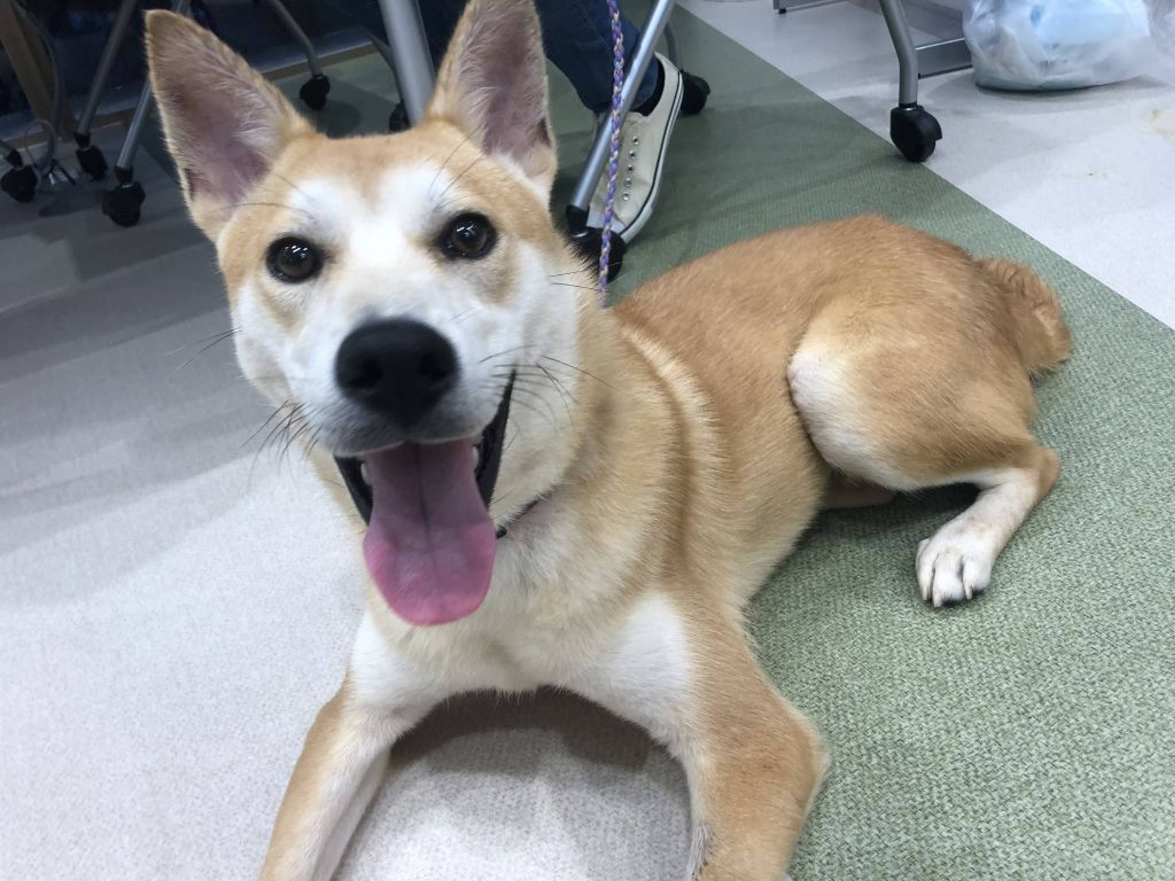 雑種（ミックス犬）・オスの里親募集の写真