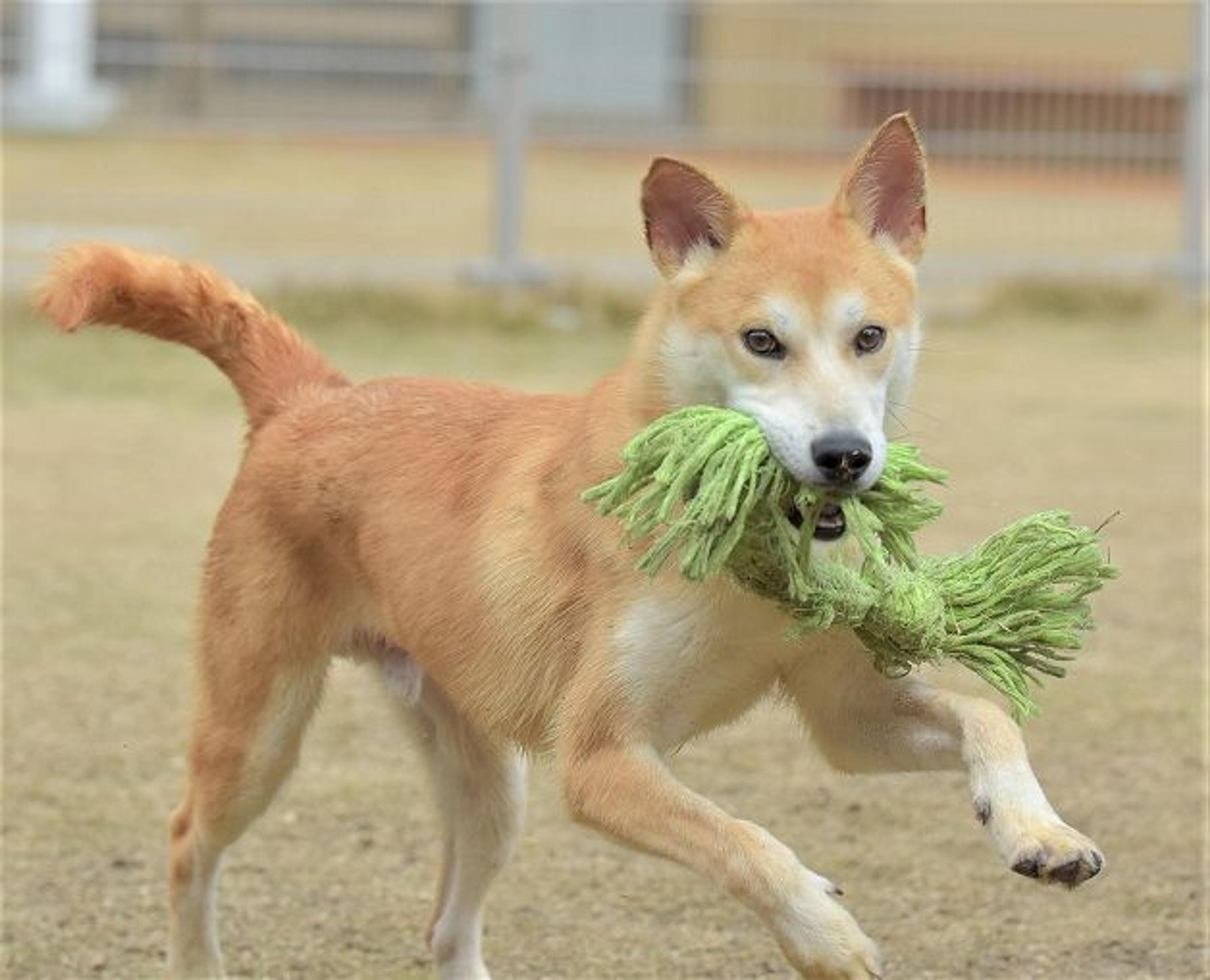 pet-image-2