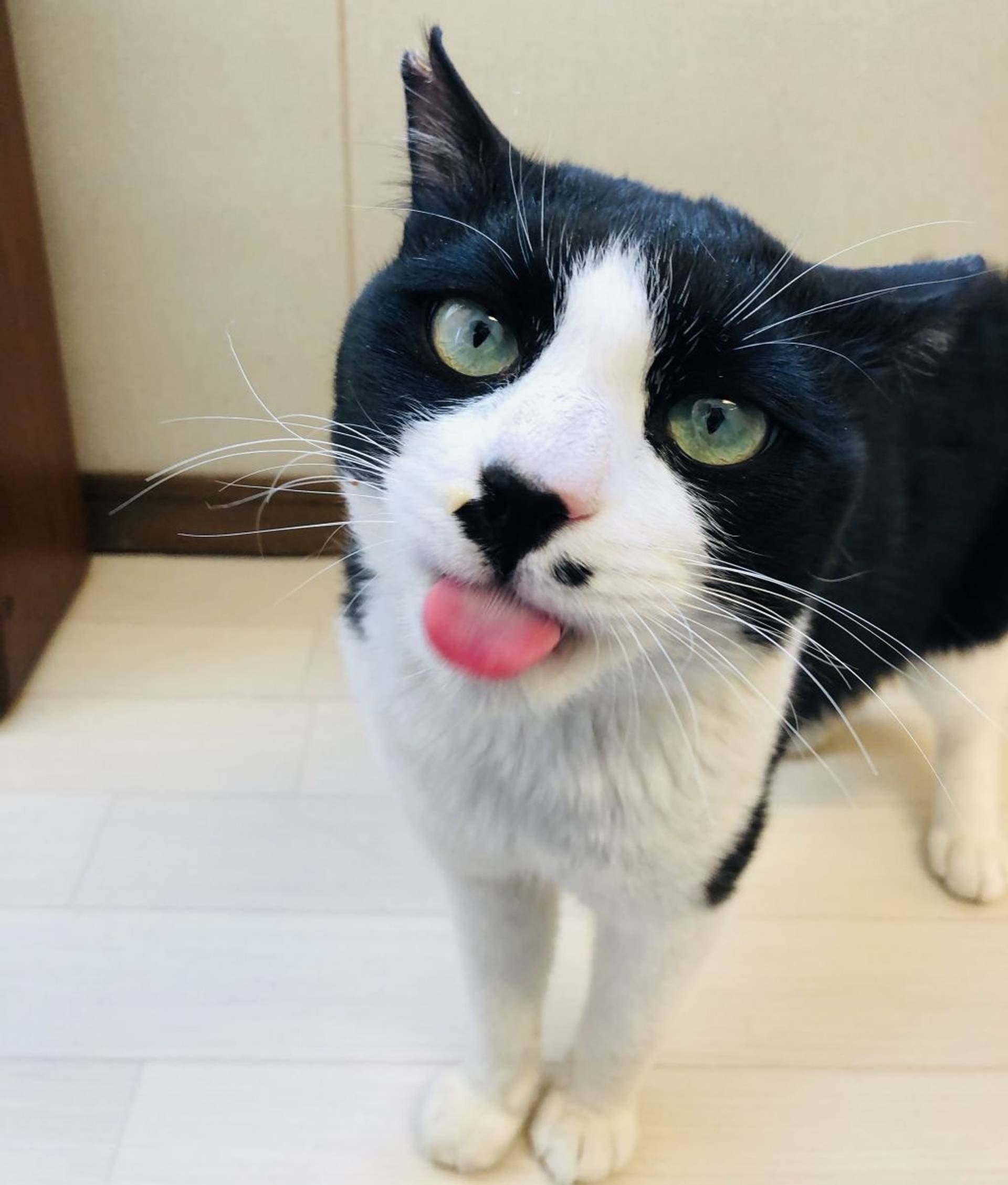 雑種（ミックス猫）・オスの里親募集の写真