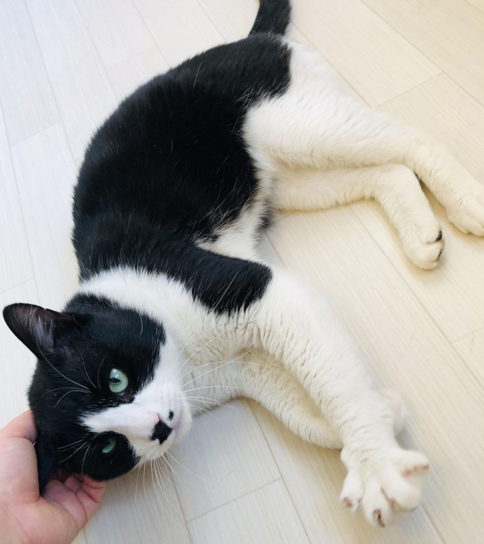 pet-image-2
