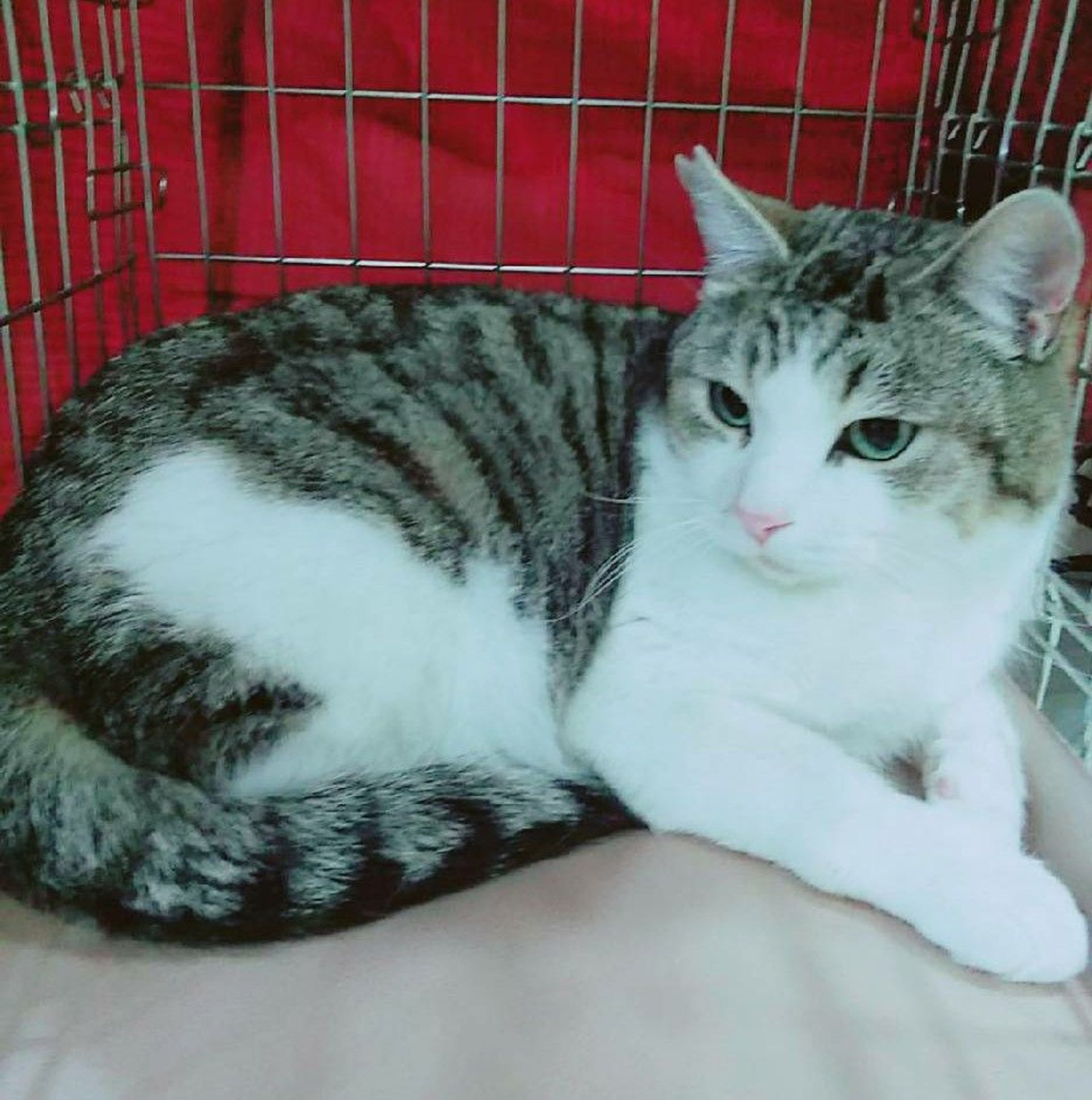 雑種（ミックス猫）・オスの里親募集の写真