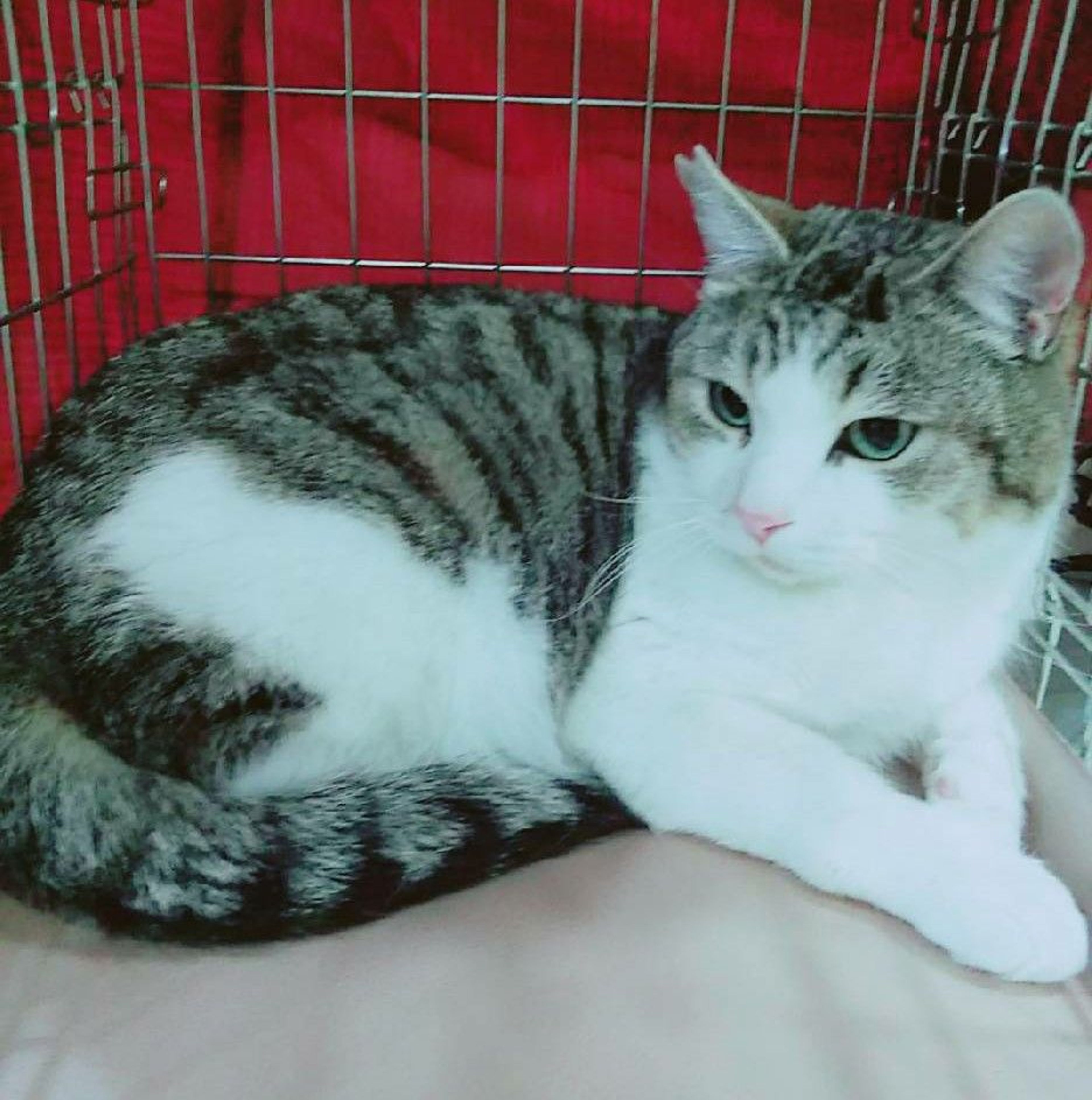 雑種（ミックス猫）・オスの里親募集の写真