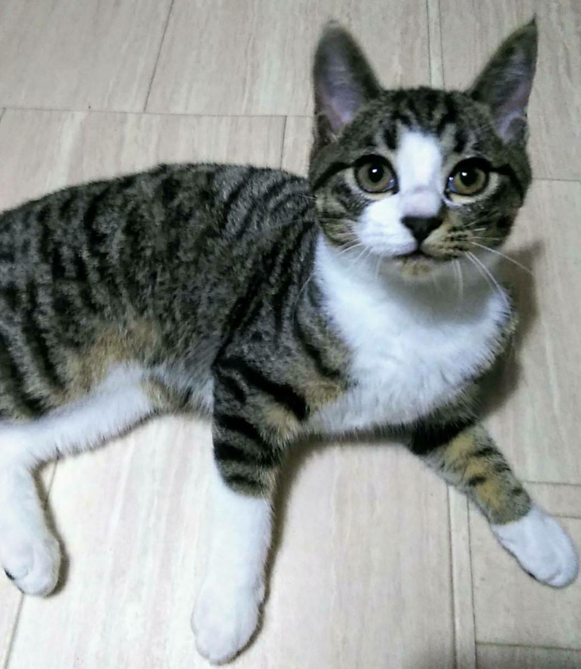 雑種（ミックス猫）・オスの里親募集の写真