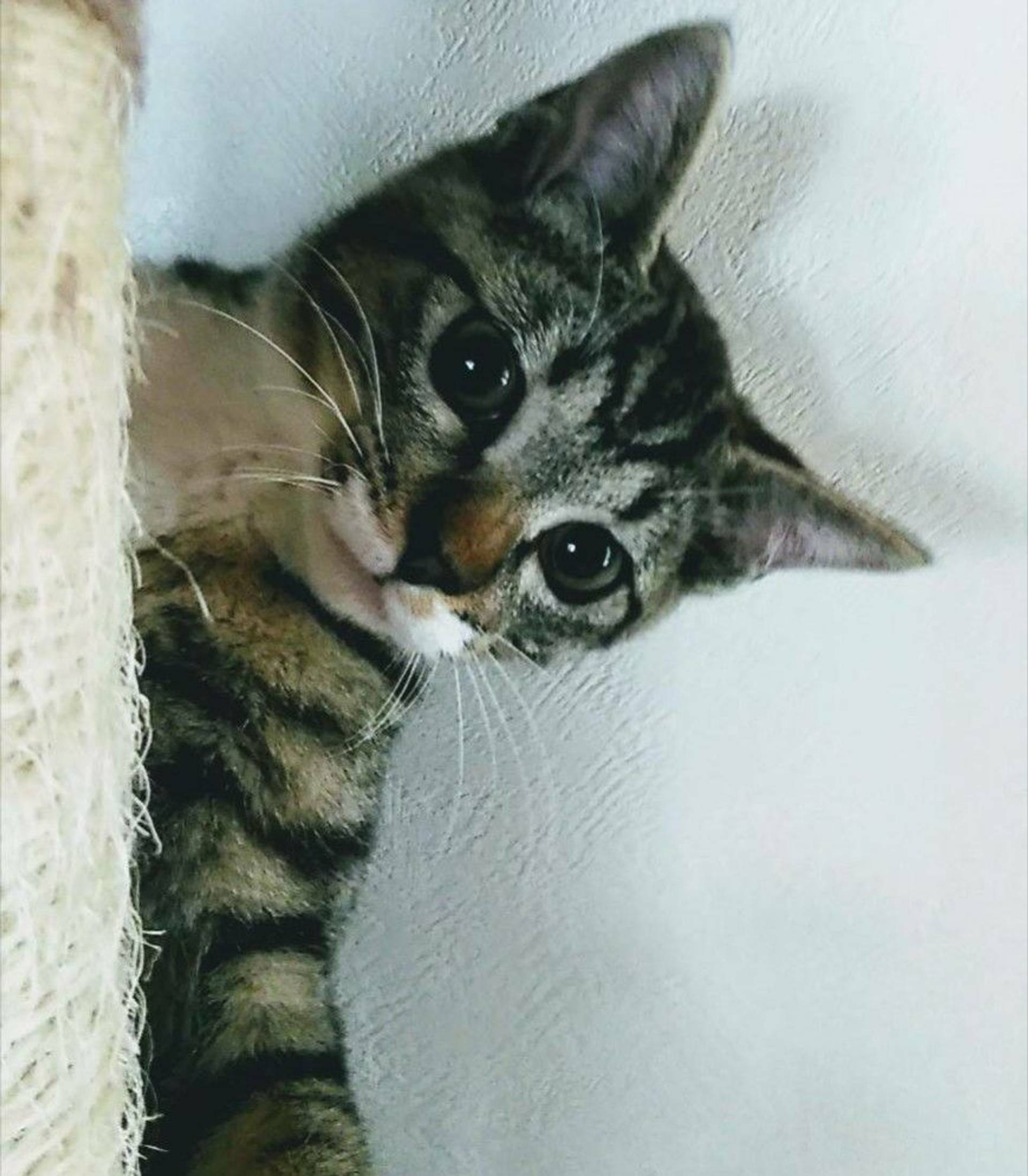 雑種（ミックス猫）・メスの里親募集の写真