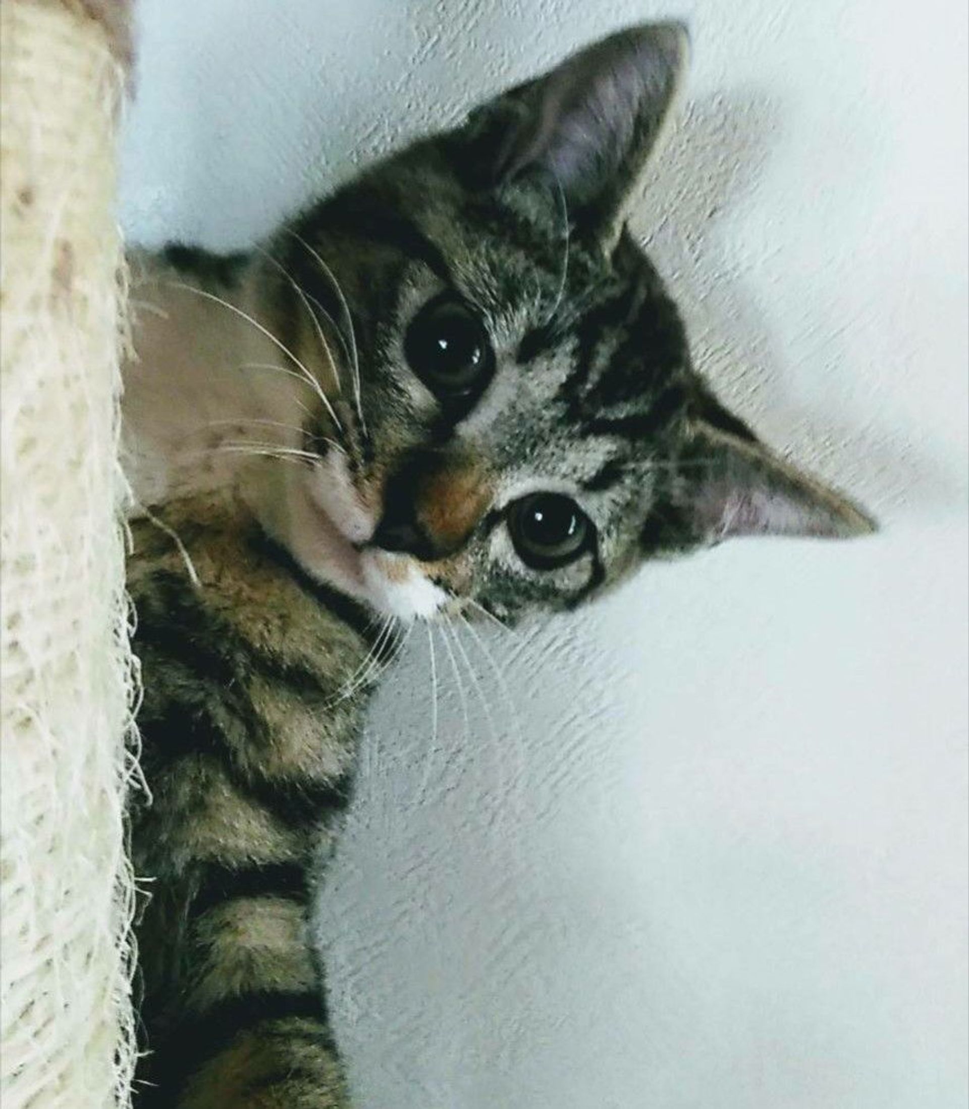 雑種（ミックス猫）・メスの里親募集の写真