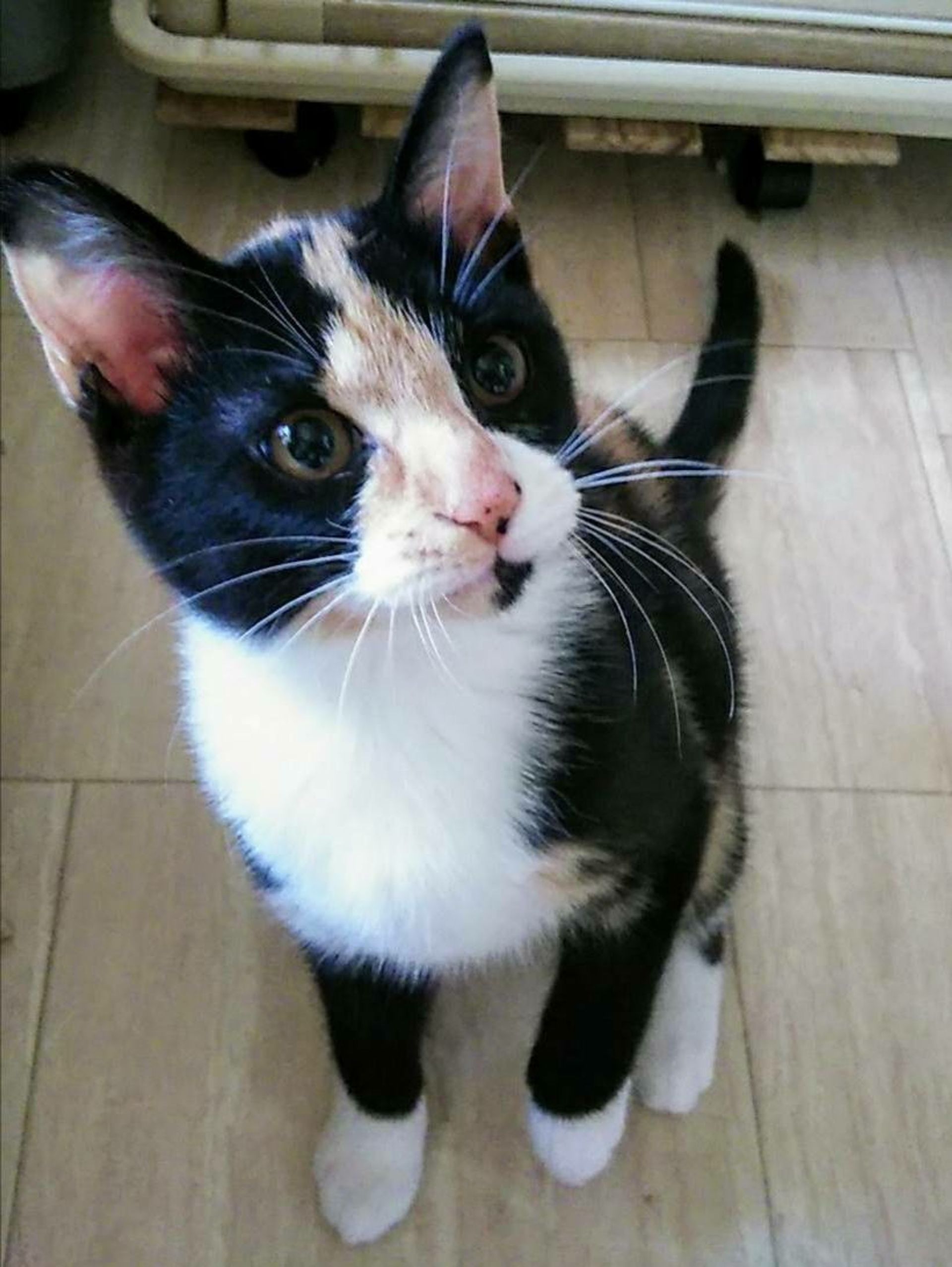 雑種（ミックス猫）・メスの里親募集の写真