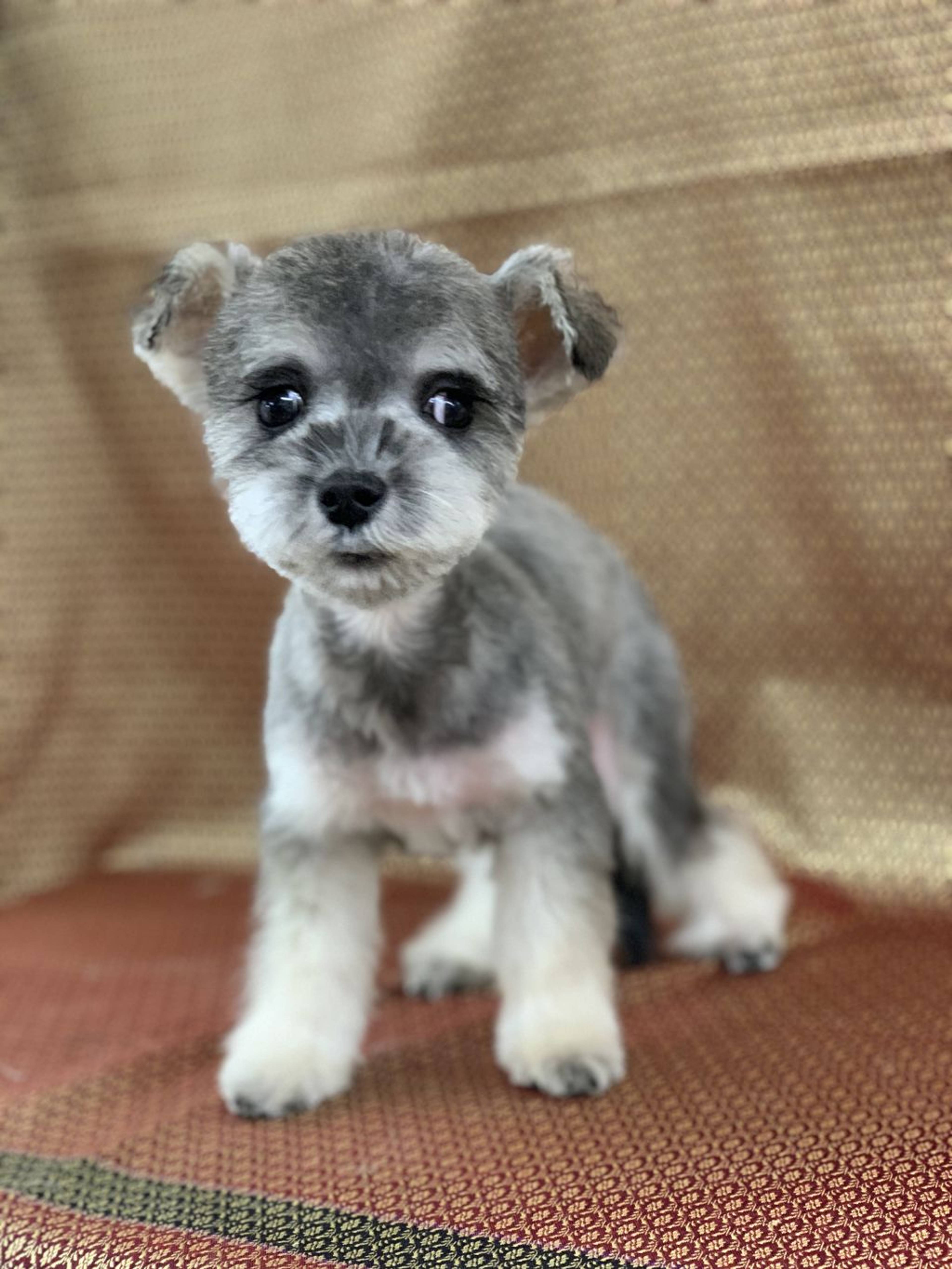 雑種（ミックス犬）・メスの里親募集の写真