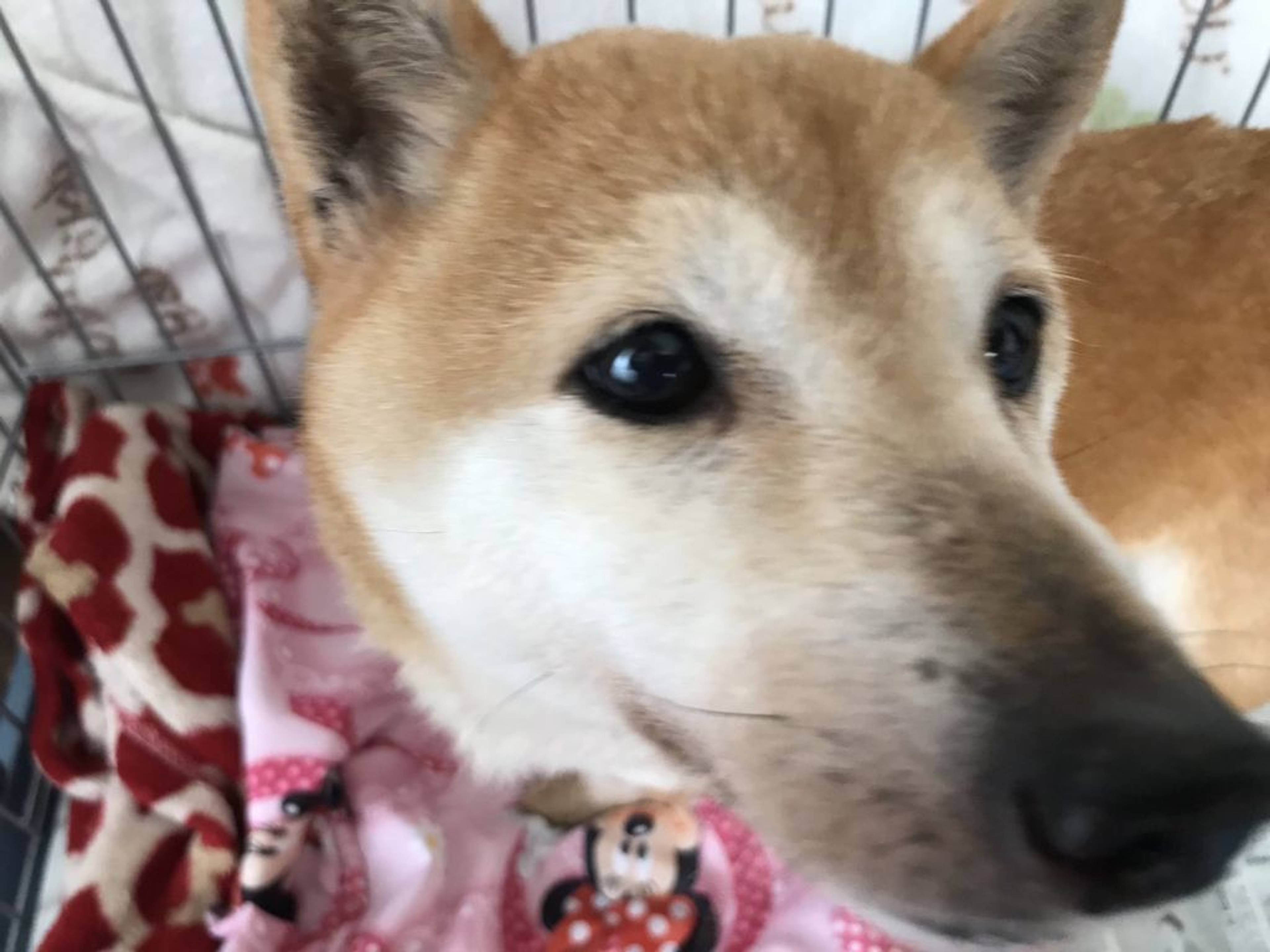 柴犬・メスの里親募集の写真