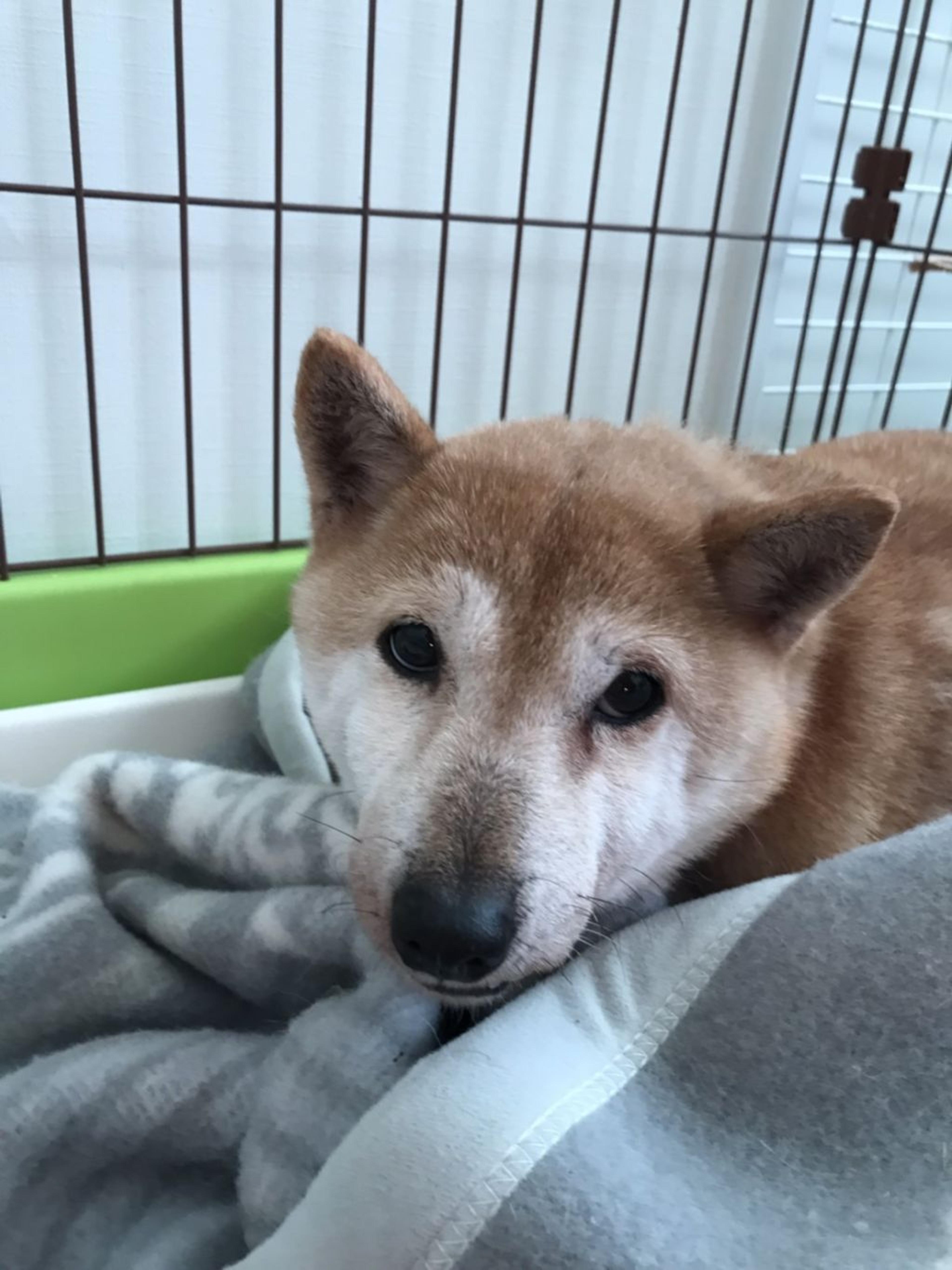 pet-image-2