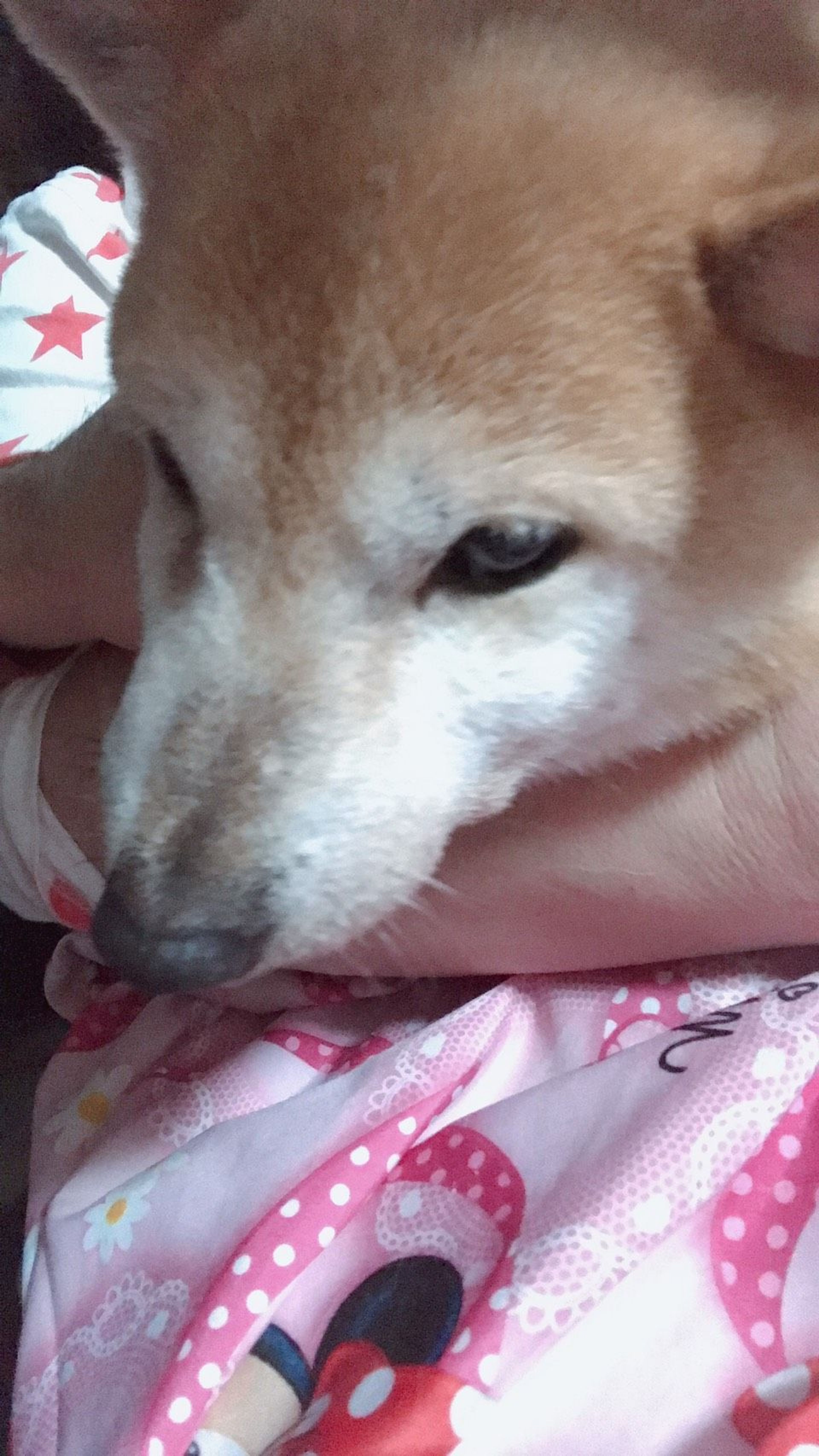 pet-image-3