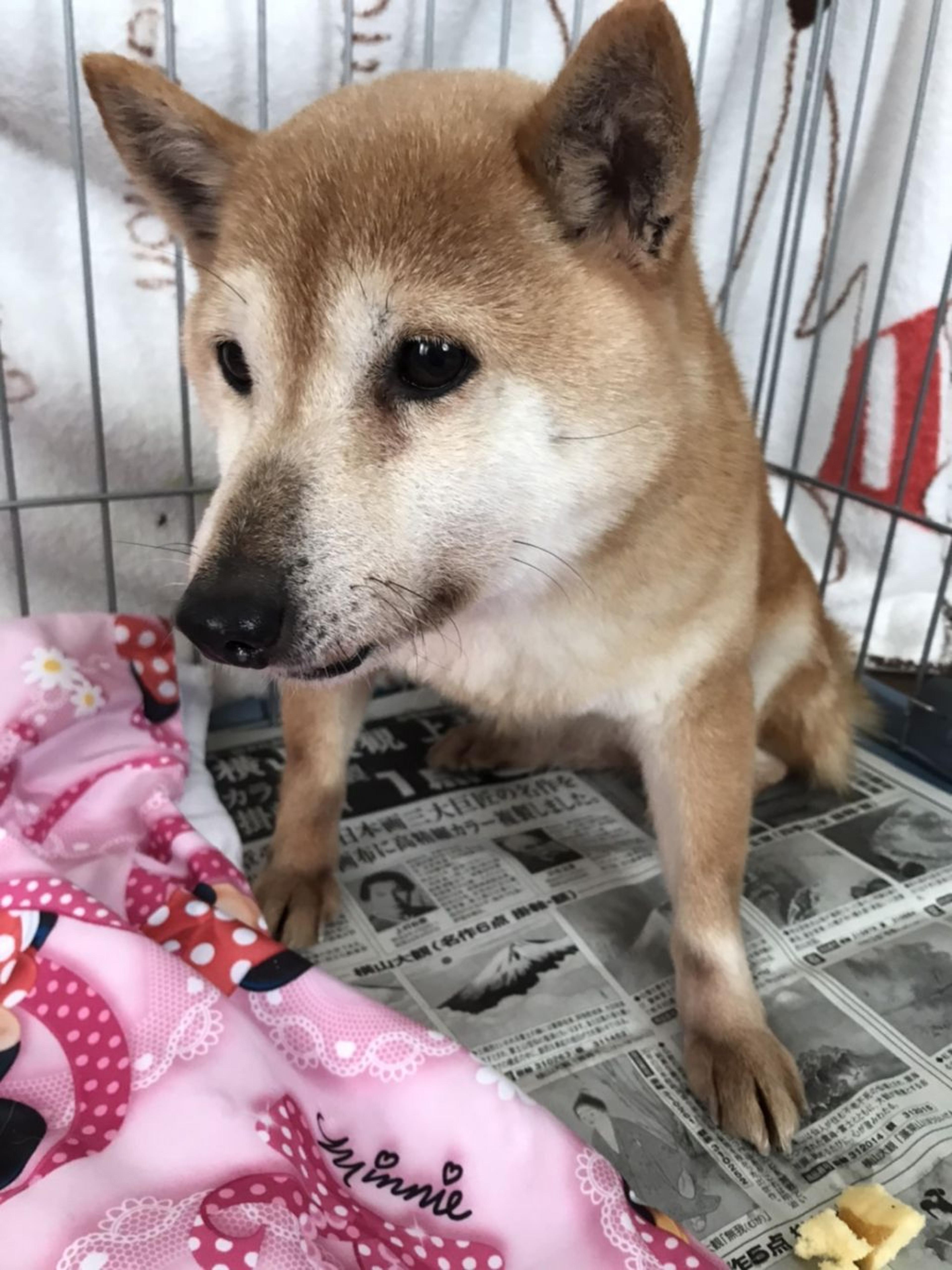 pet-image-4