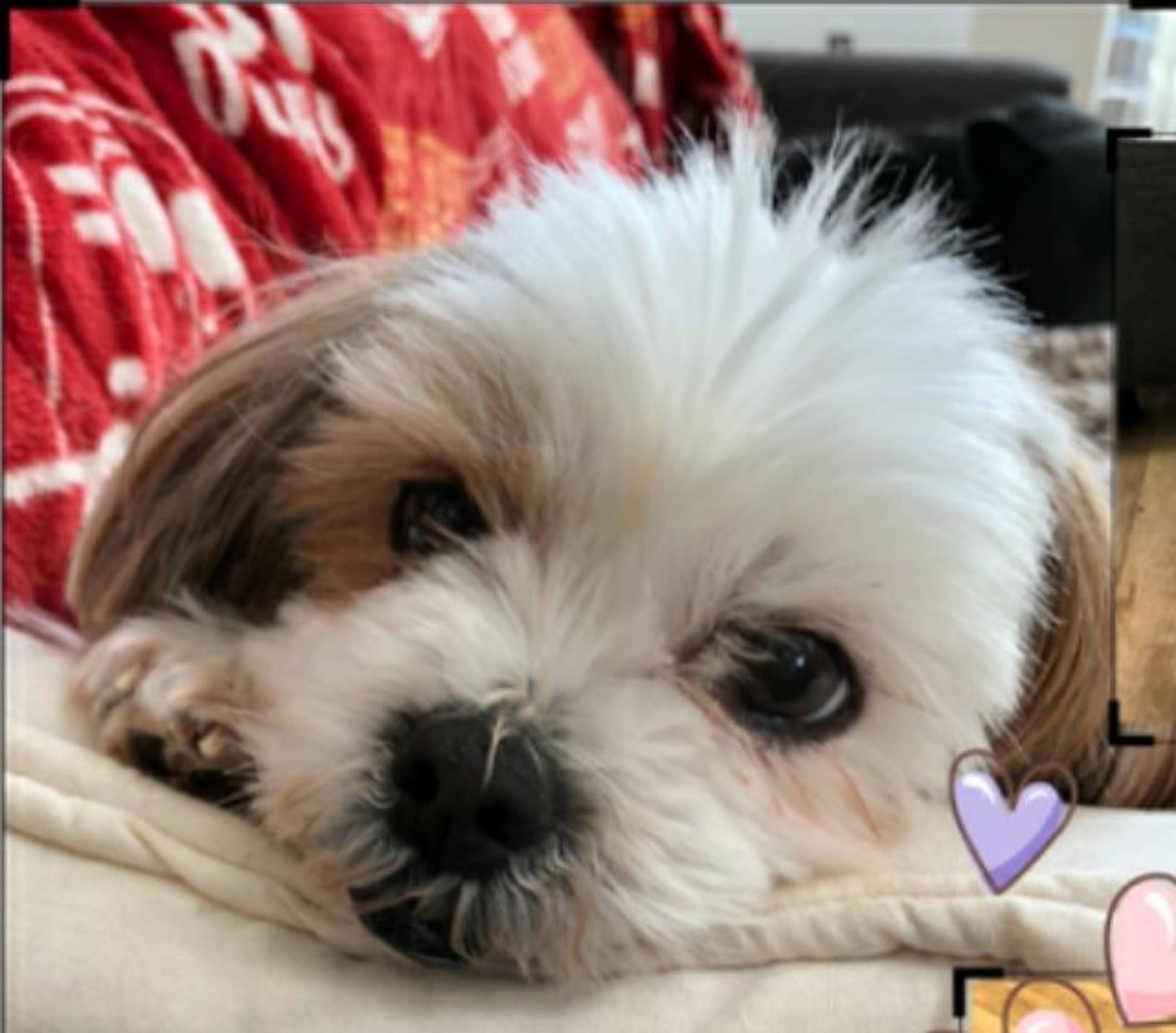 雑種（ミックス犬）・メスの里親募集の写真