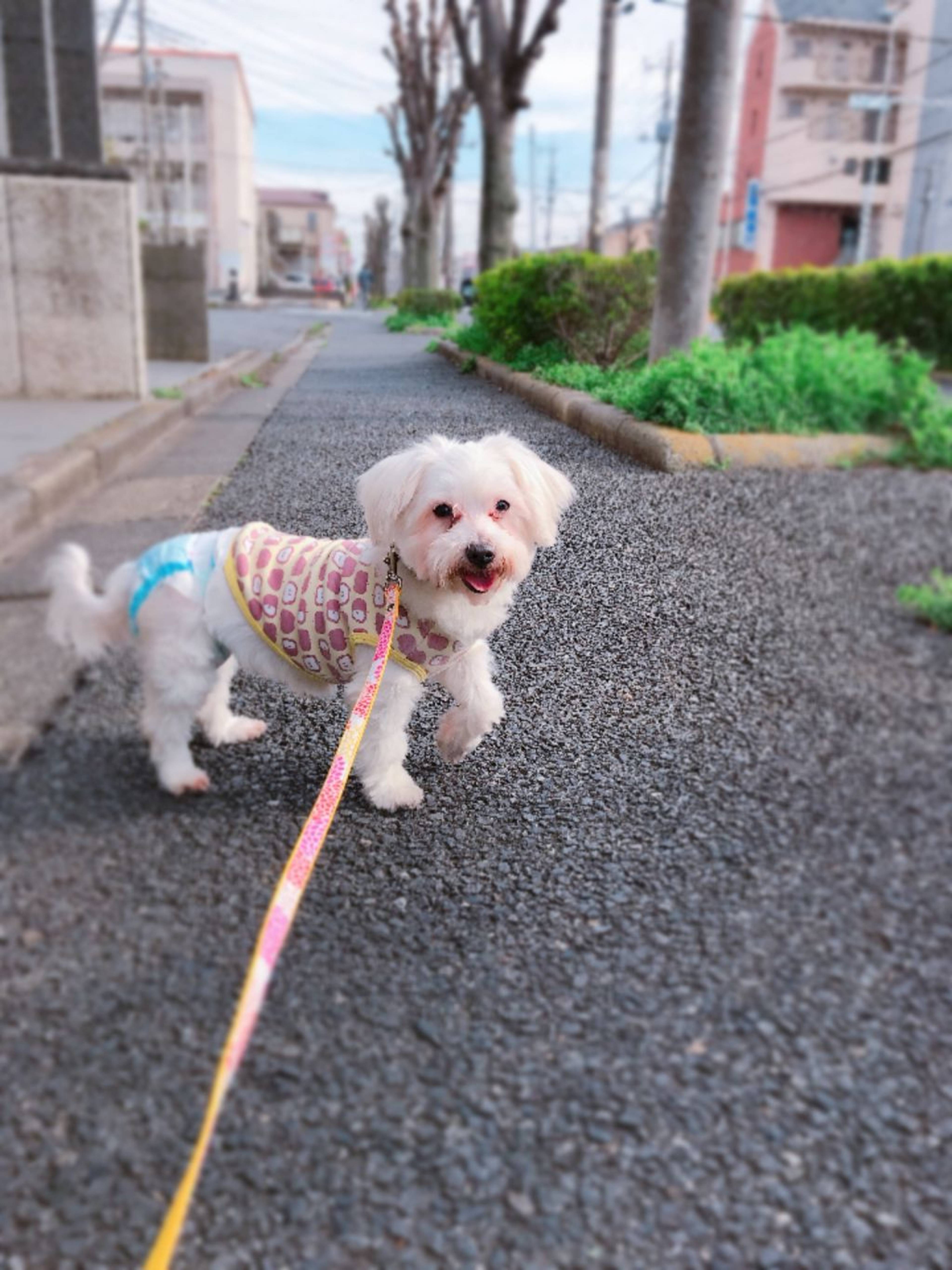 マルチーズ・メスの里親募集の写真