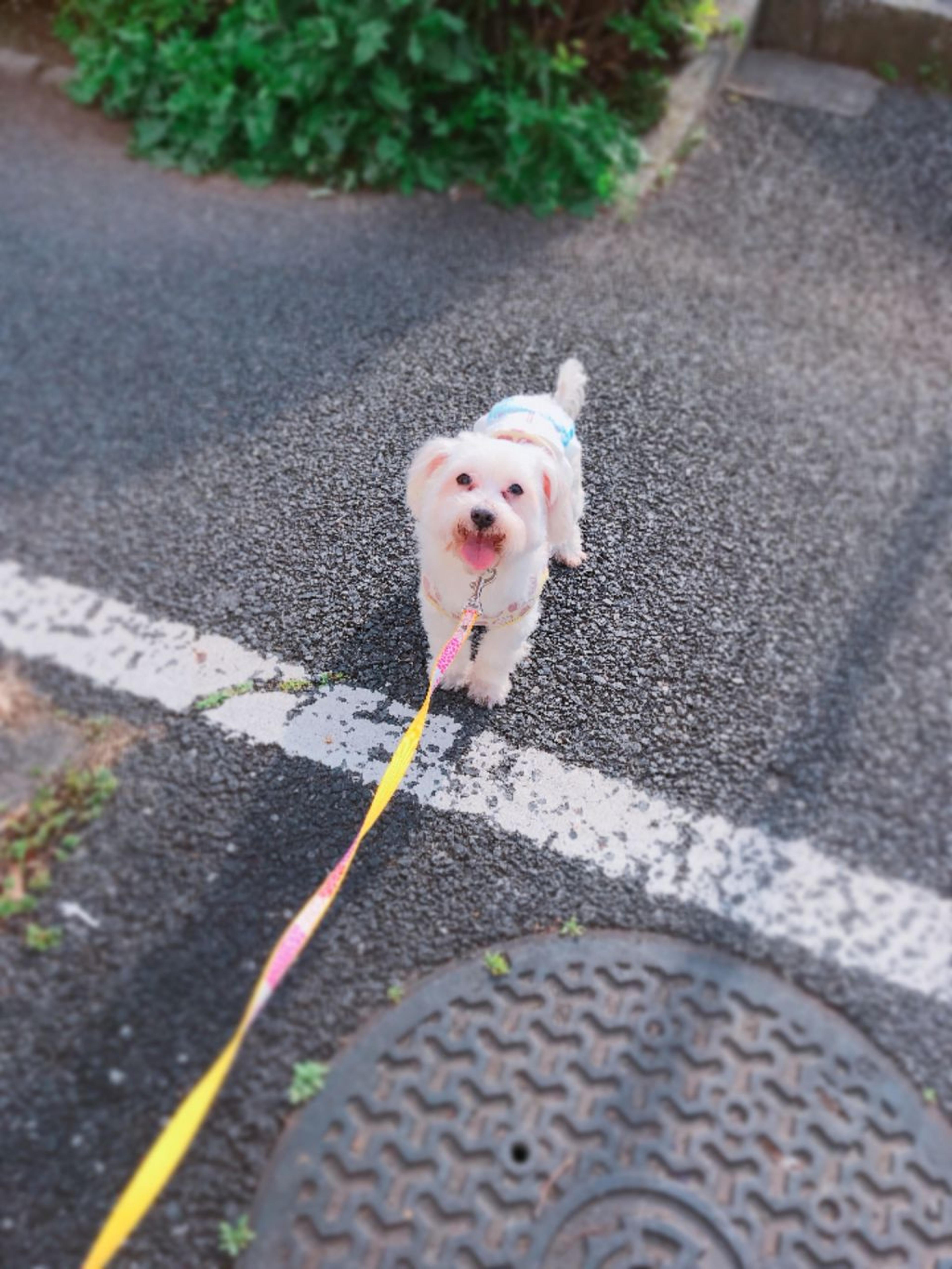 pet-image-2