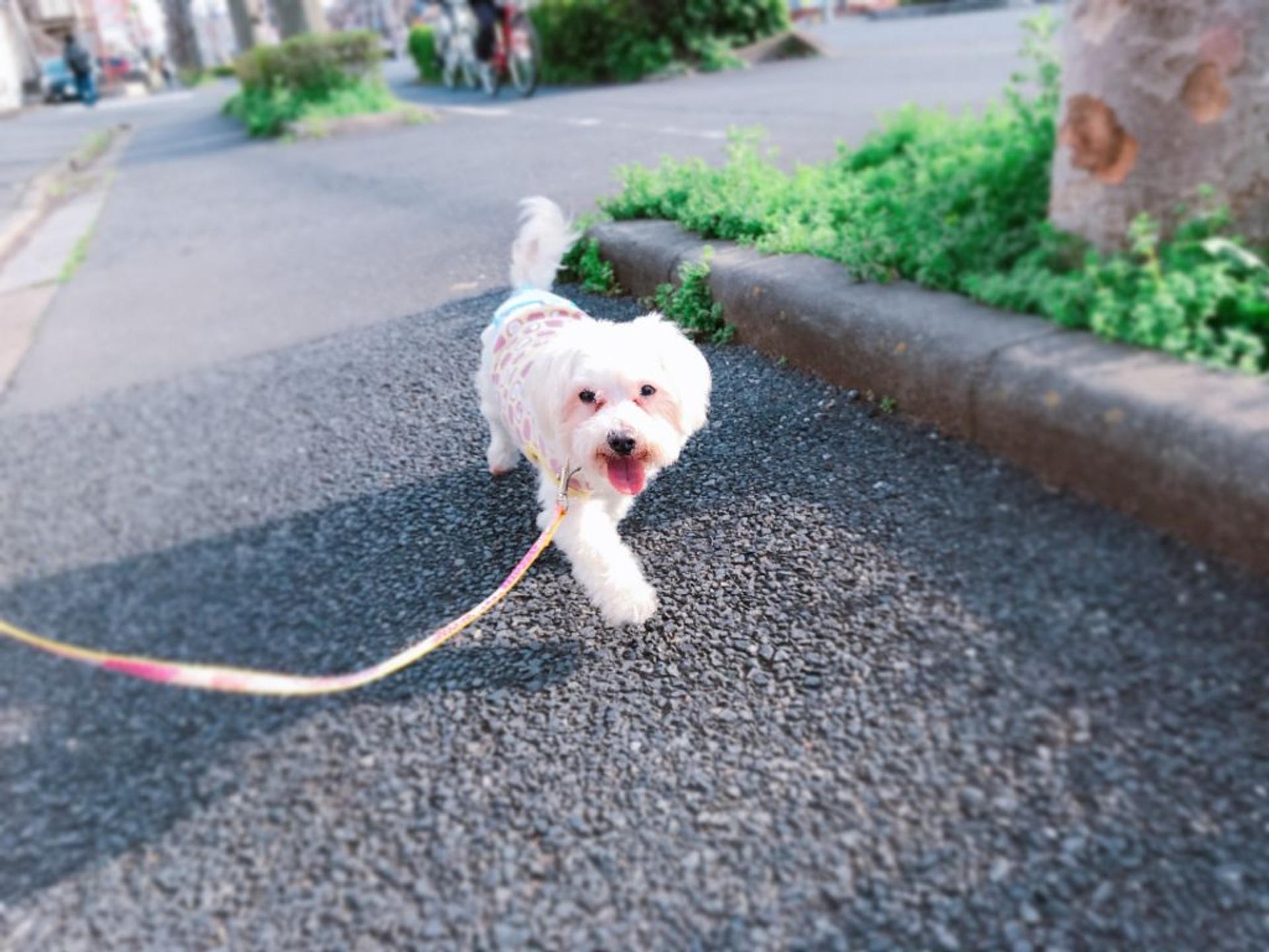 pet-image-3