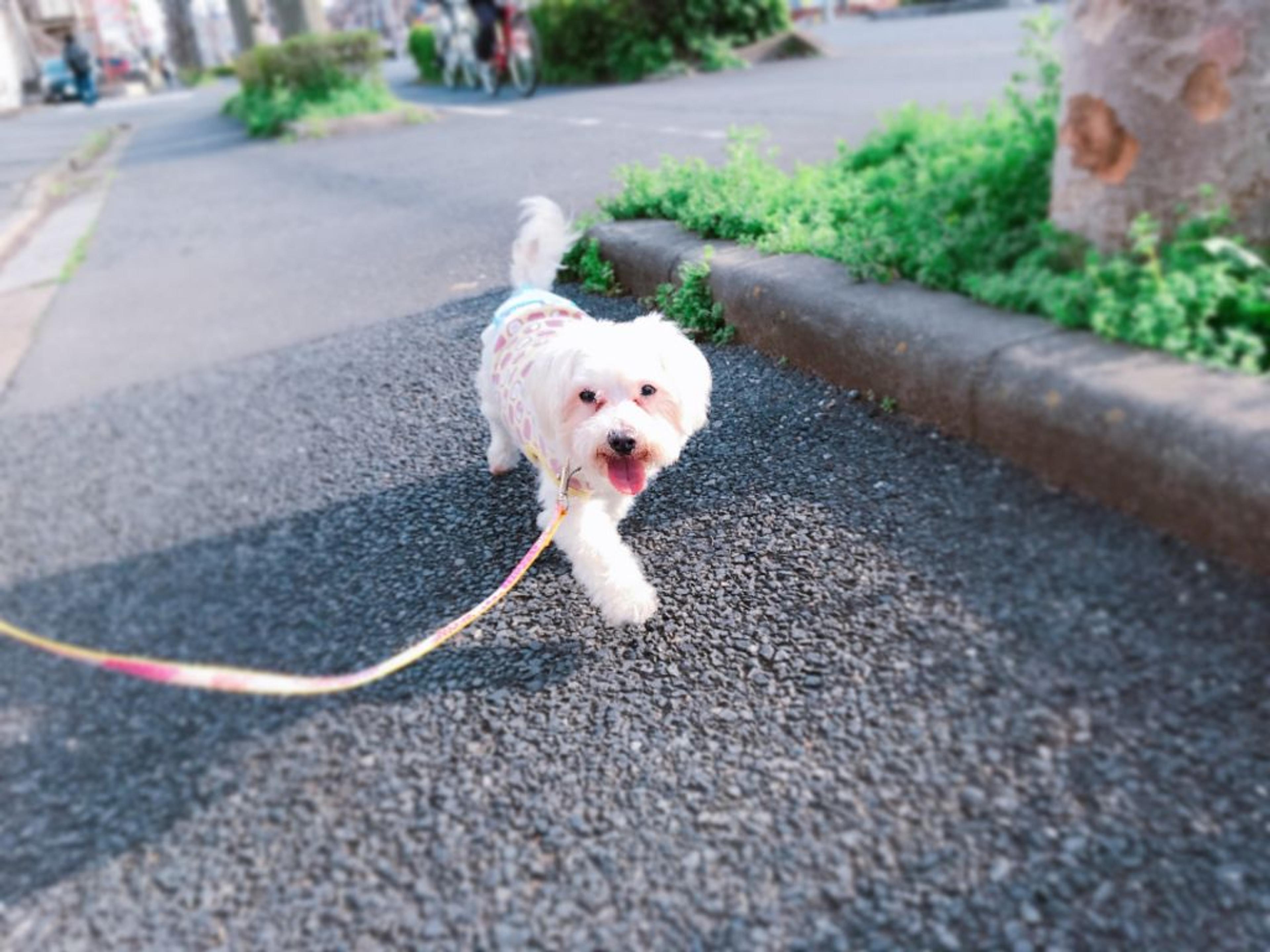 pet-image-3