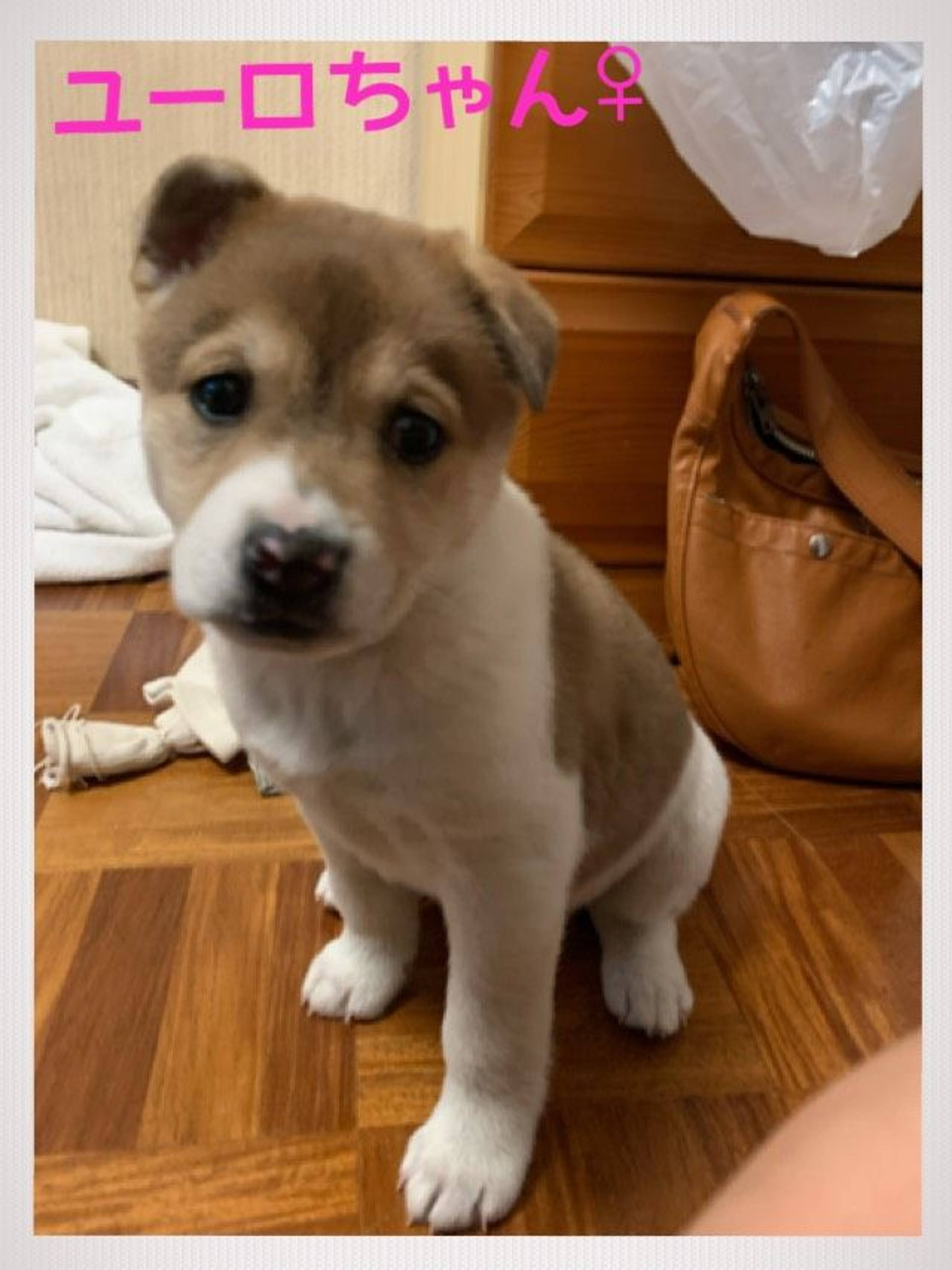 雑種（ミックス犬）・メスの里親募集の写真