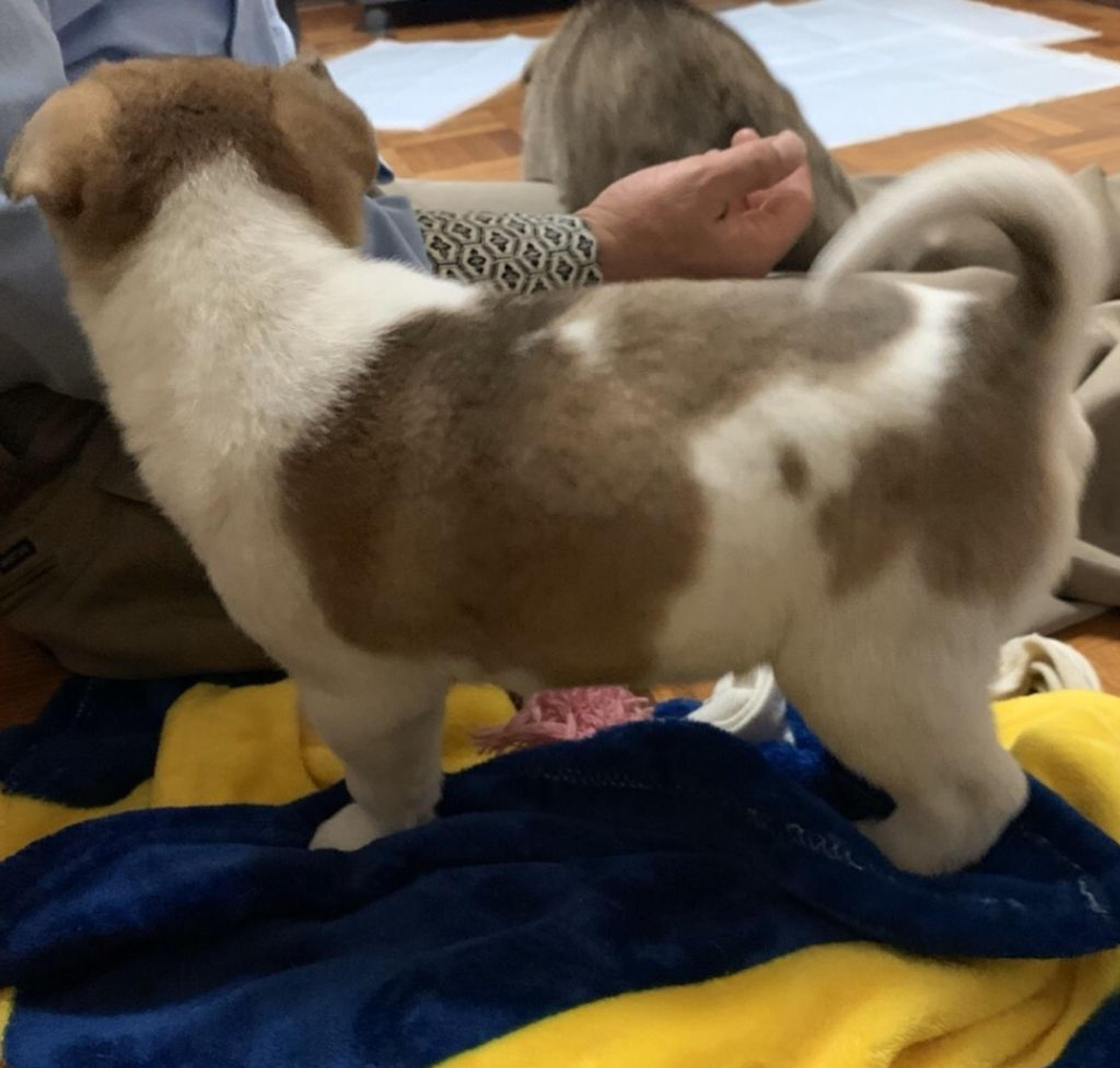 pet-image-2