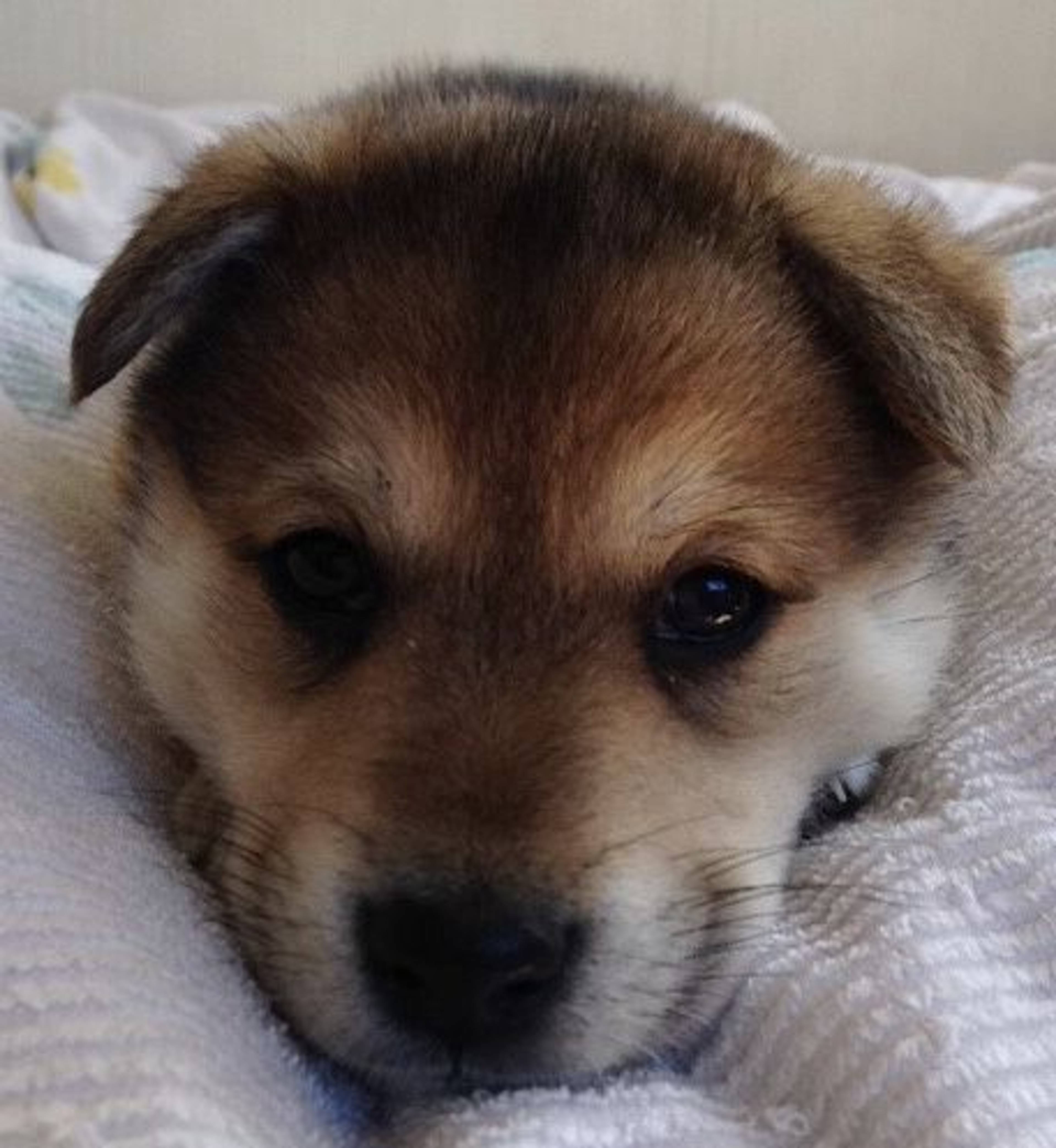 雑種（ミックス犬）・オスの里親募集の写真