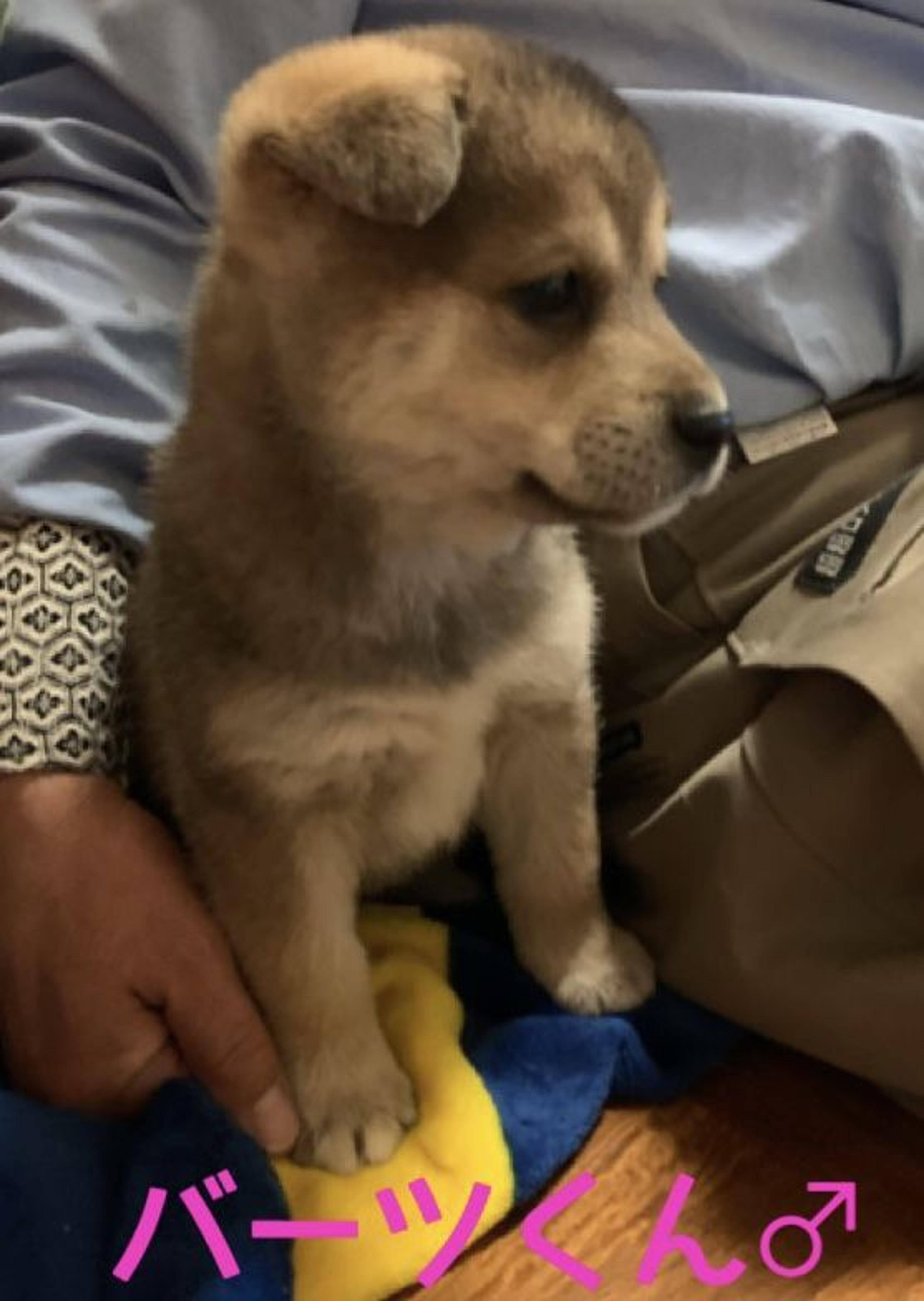 pet-image-2