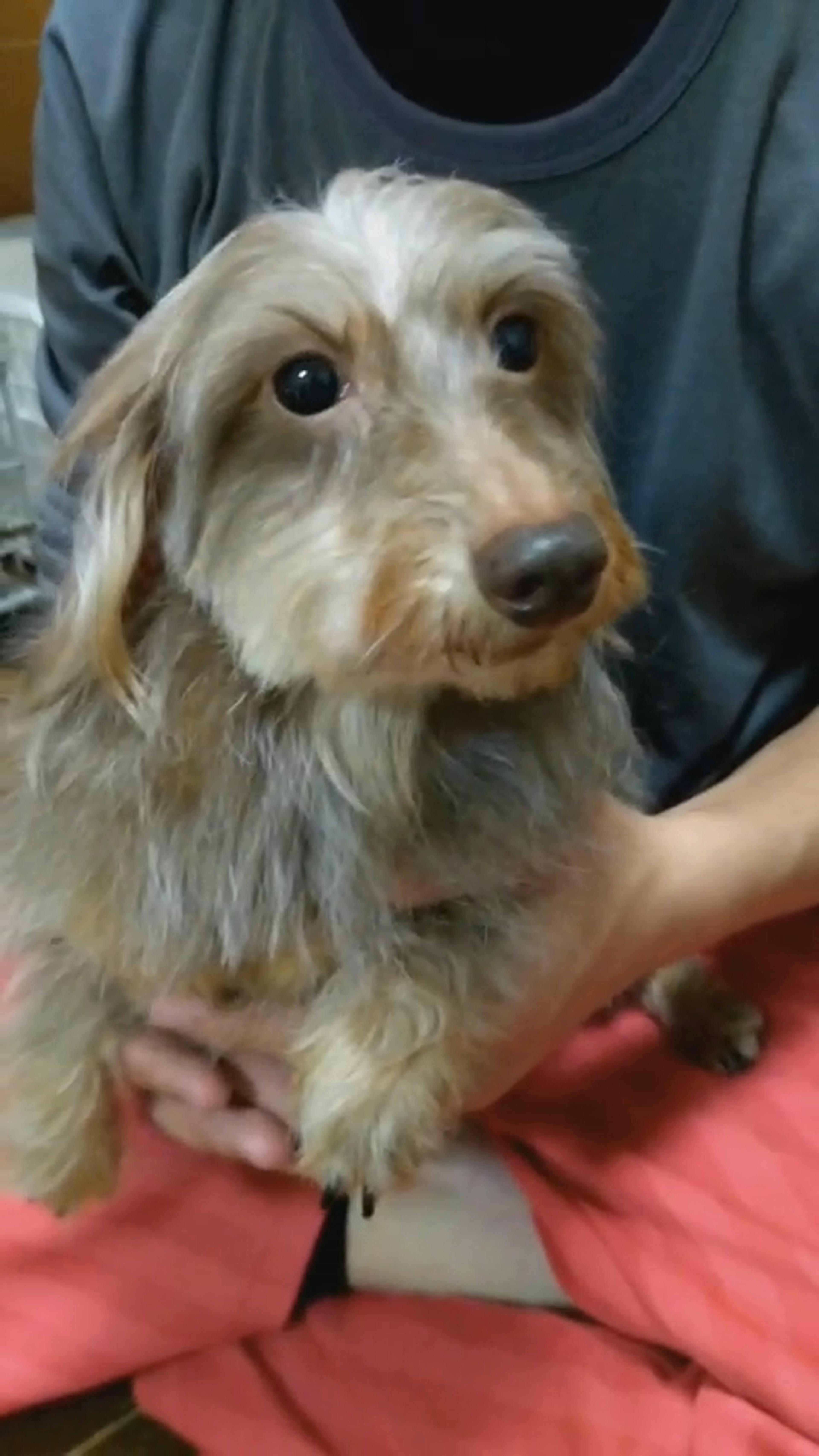 pet-image-2