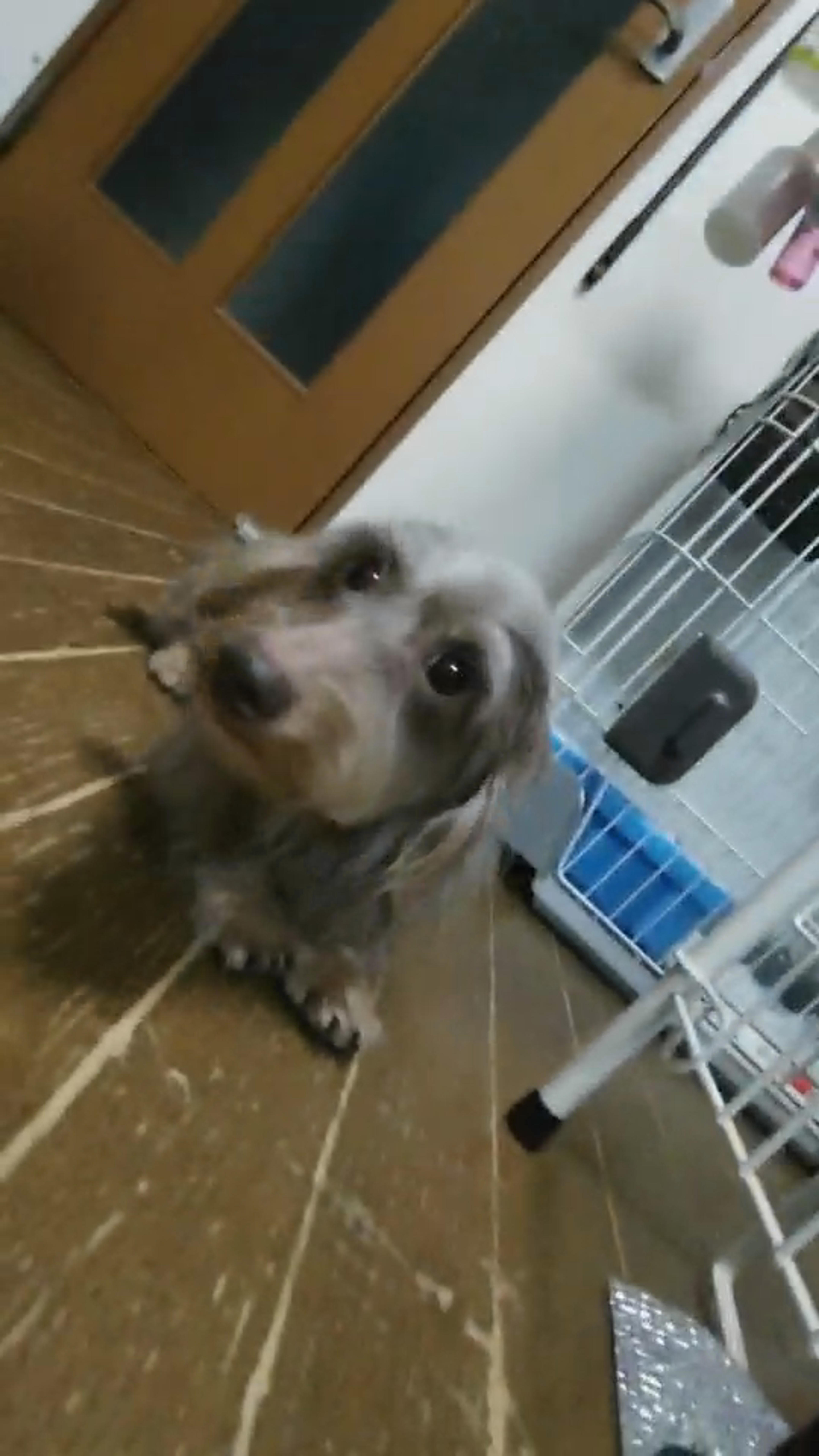 pet-image-3