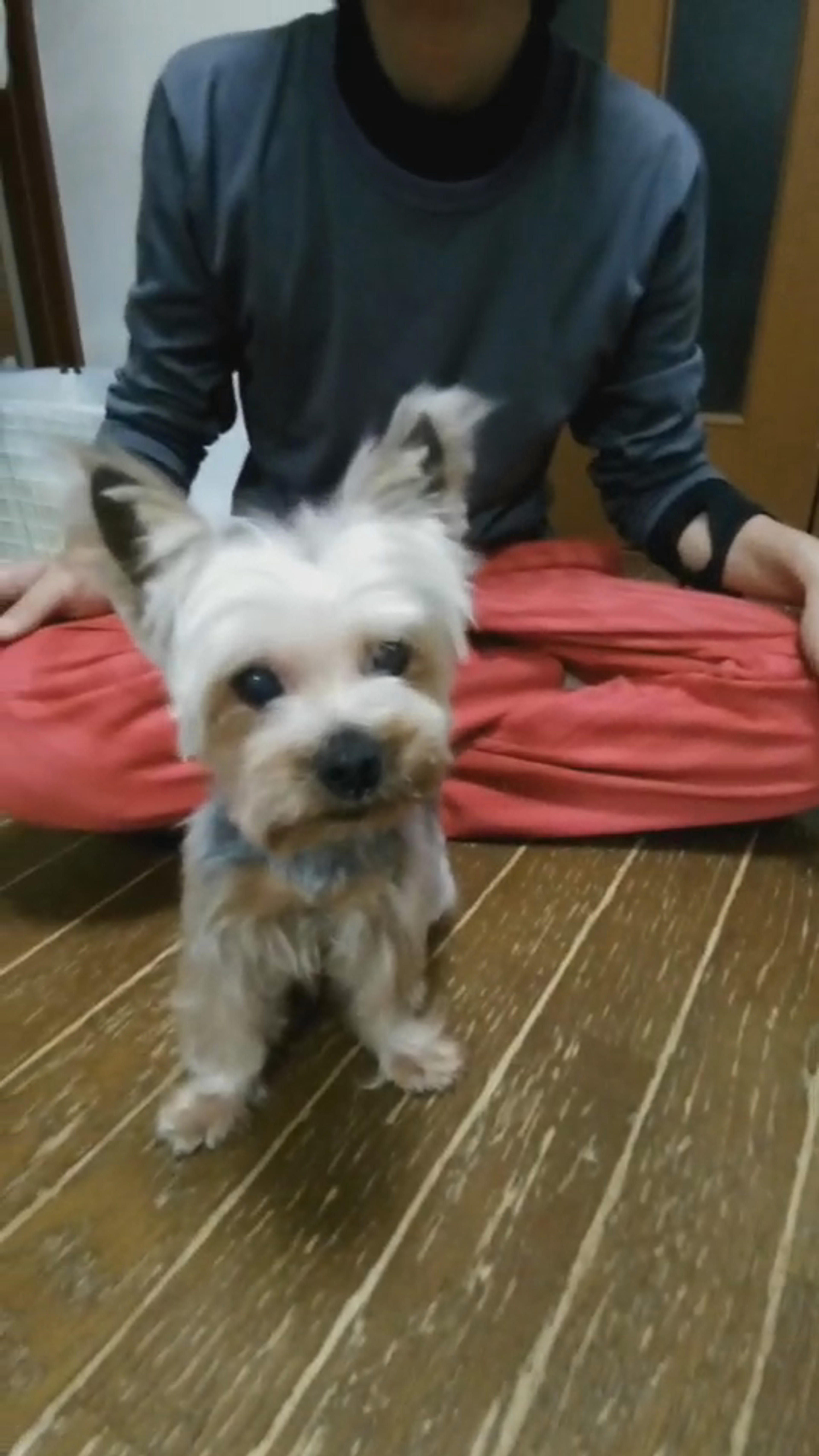 pet-image-2