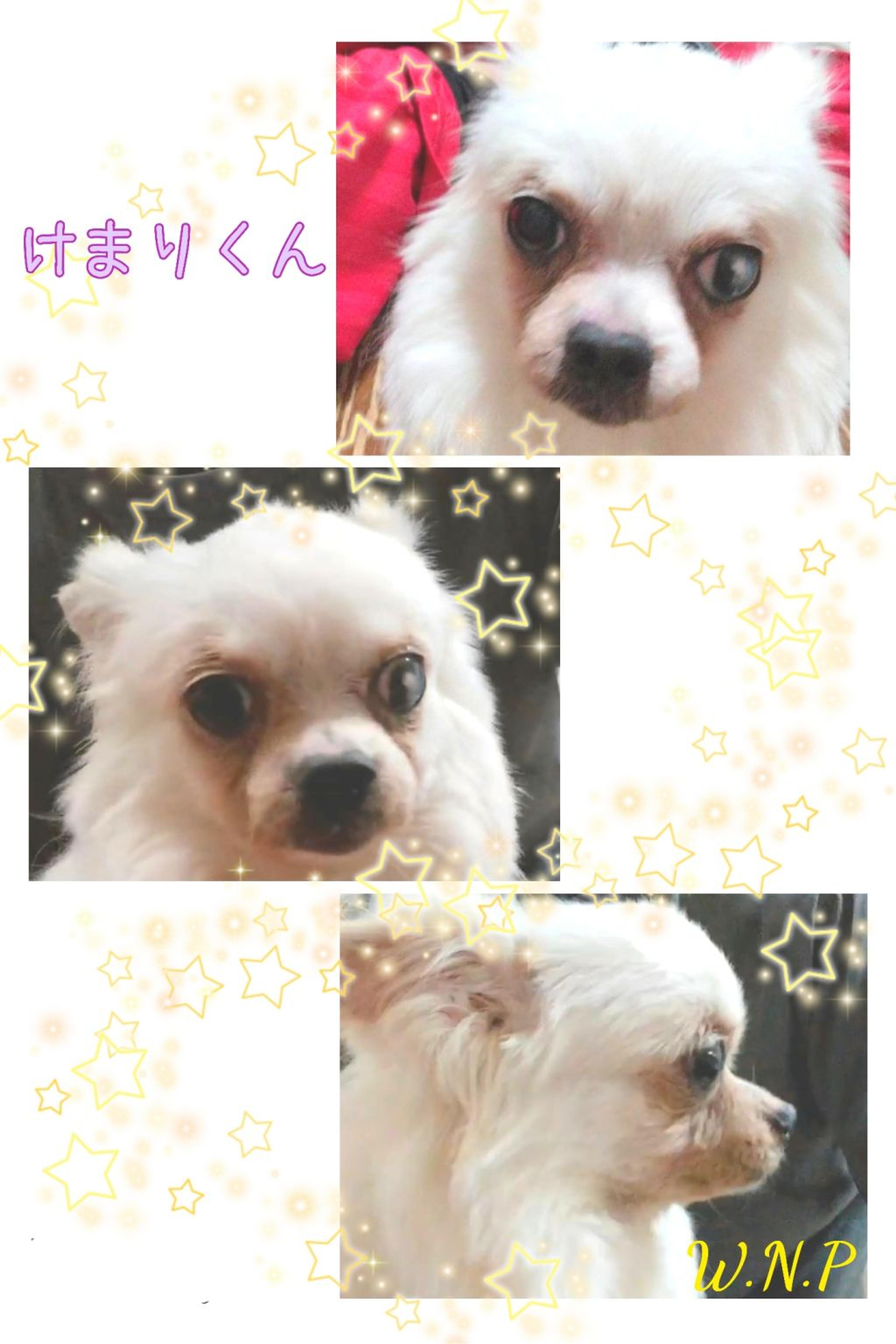 pet-image-3