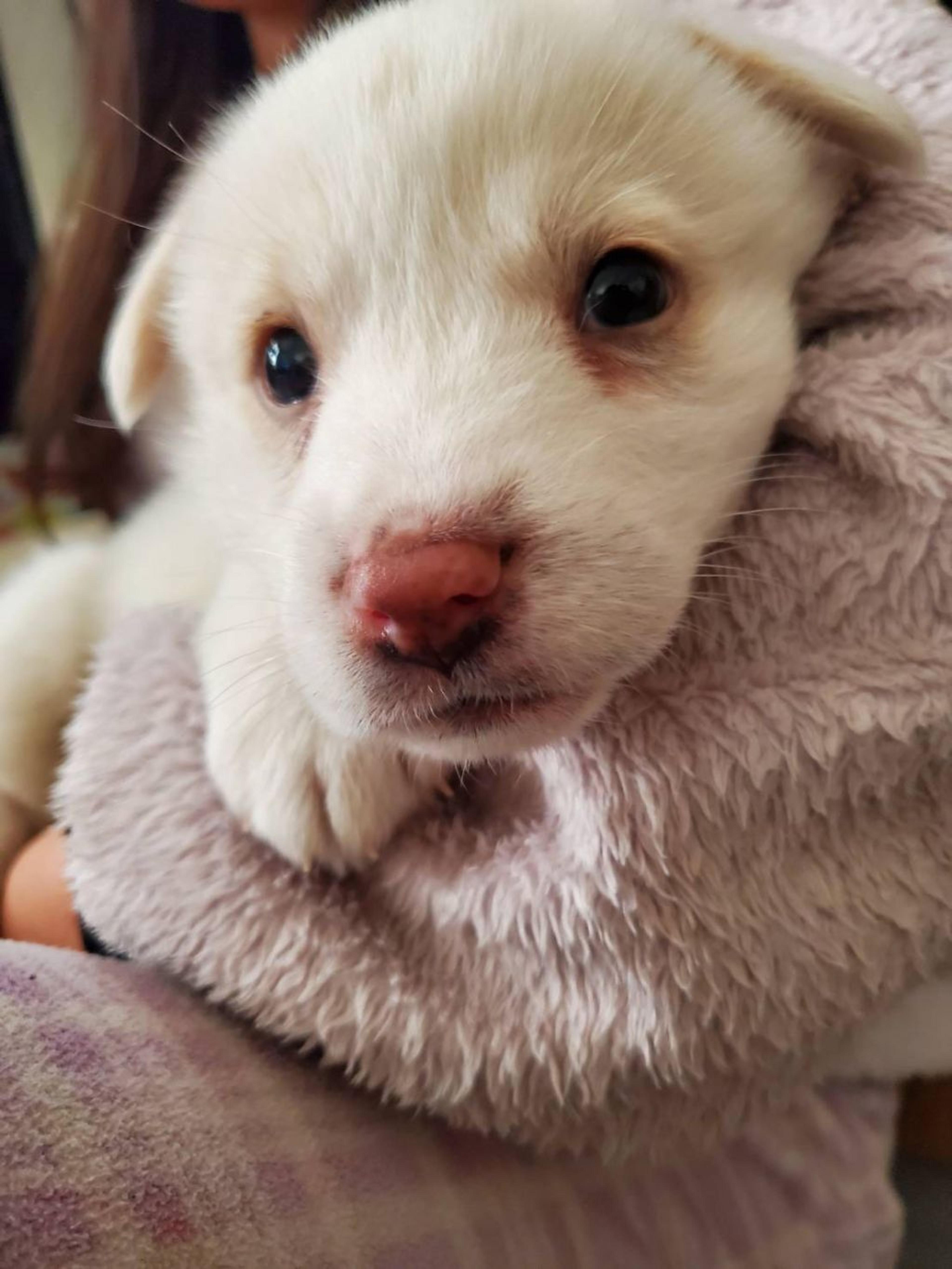 pet-image-3