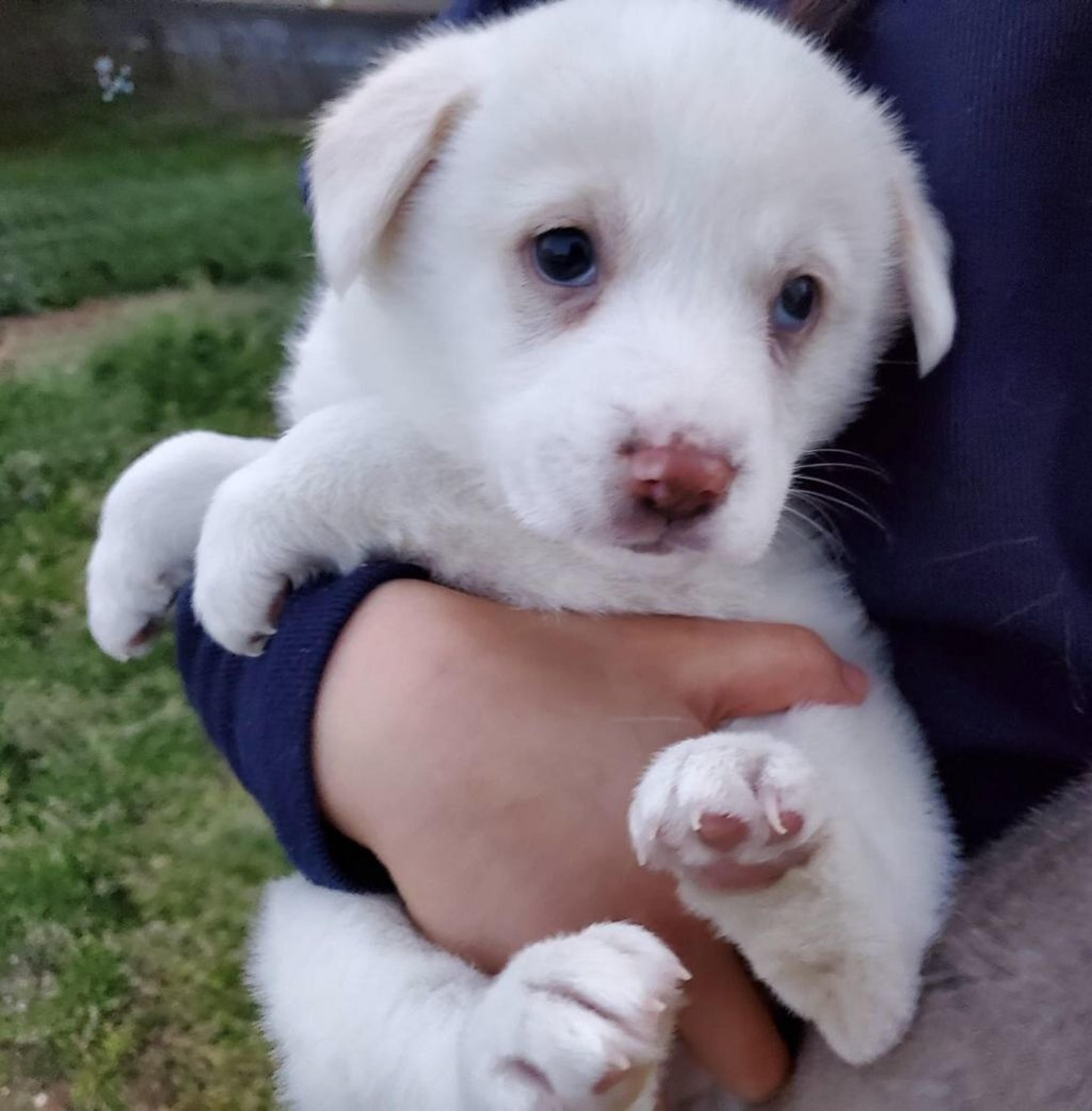 pet-image-2