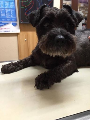 真っ黒シュナのおこげちゃん | ミニチュア・シュナウザー | NPO法人