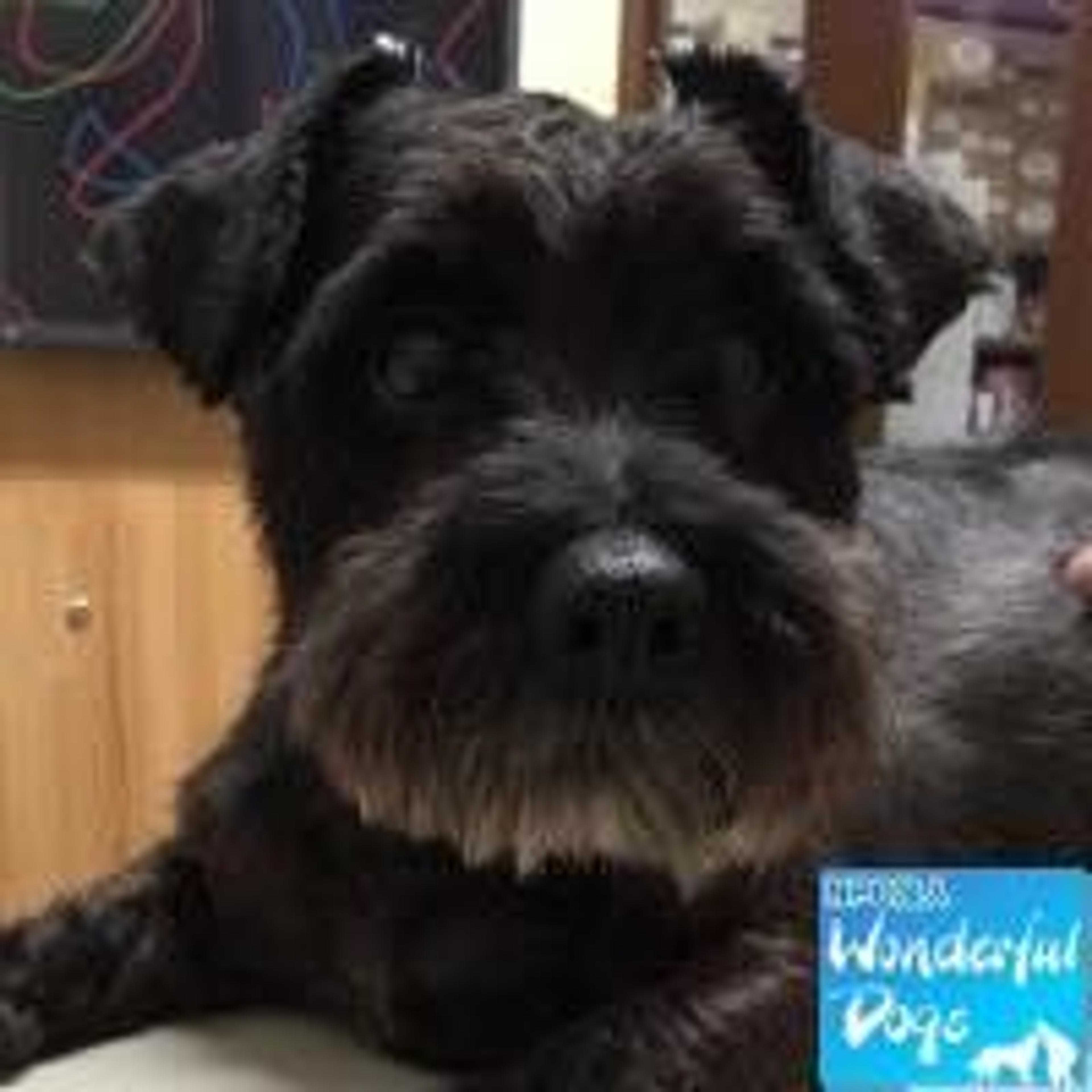 pet-image-3