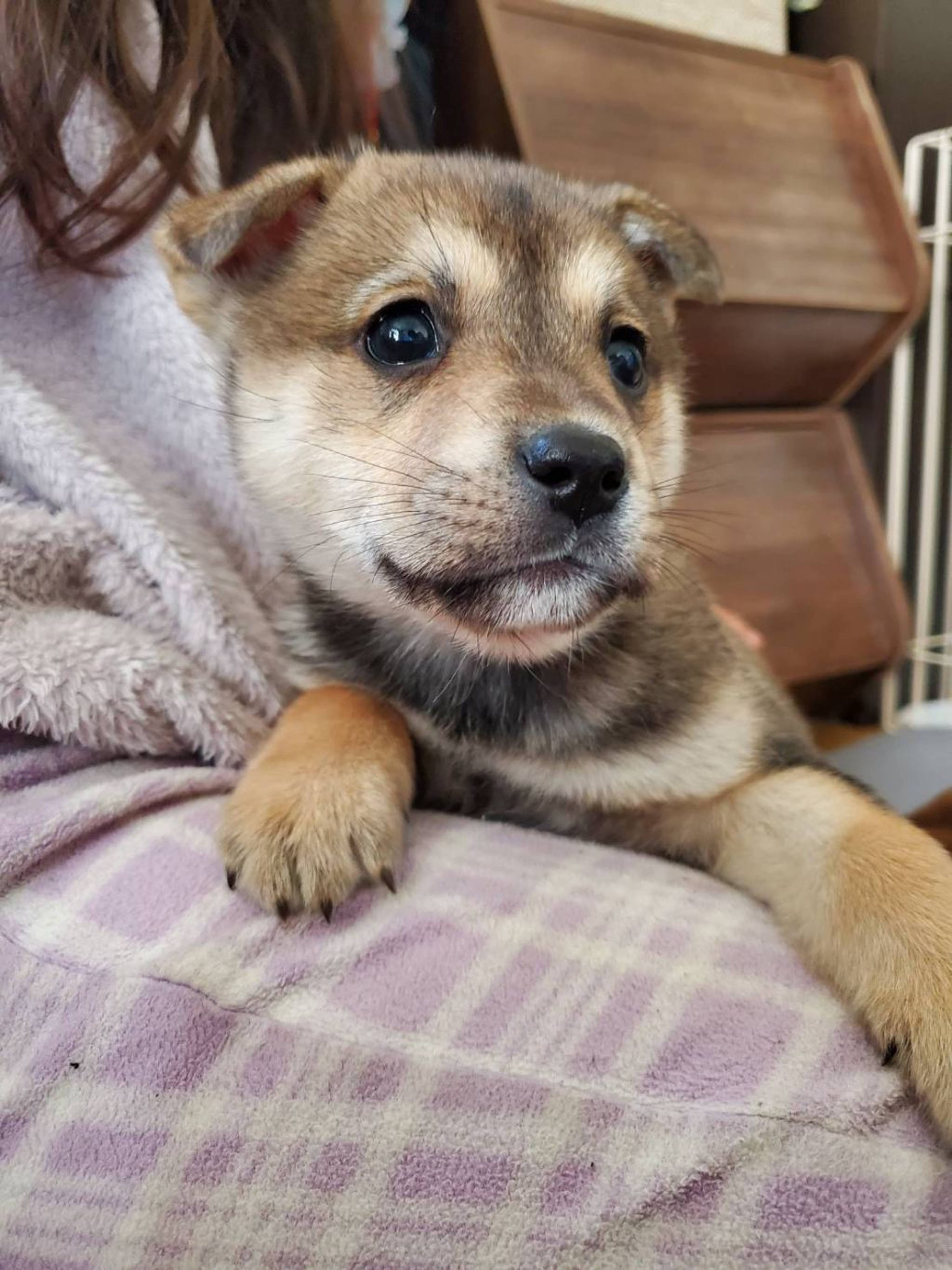 雑種（ミックス犬）・オスの里親募集の写真