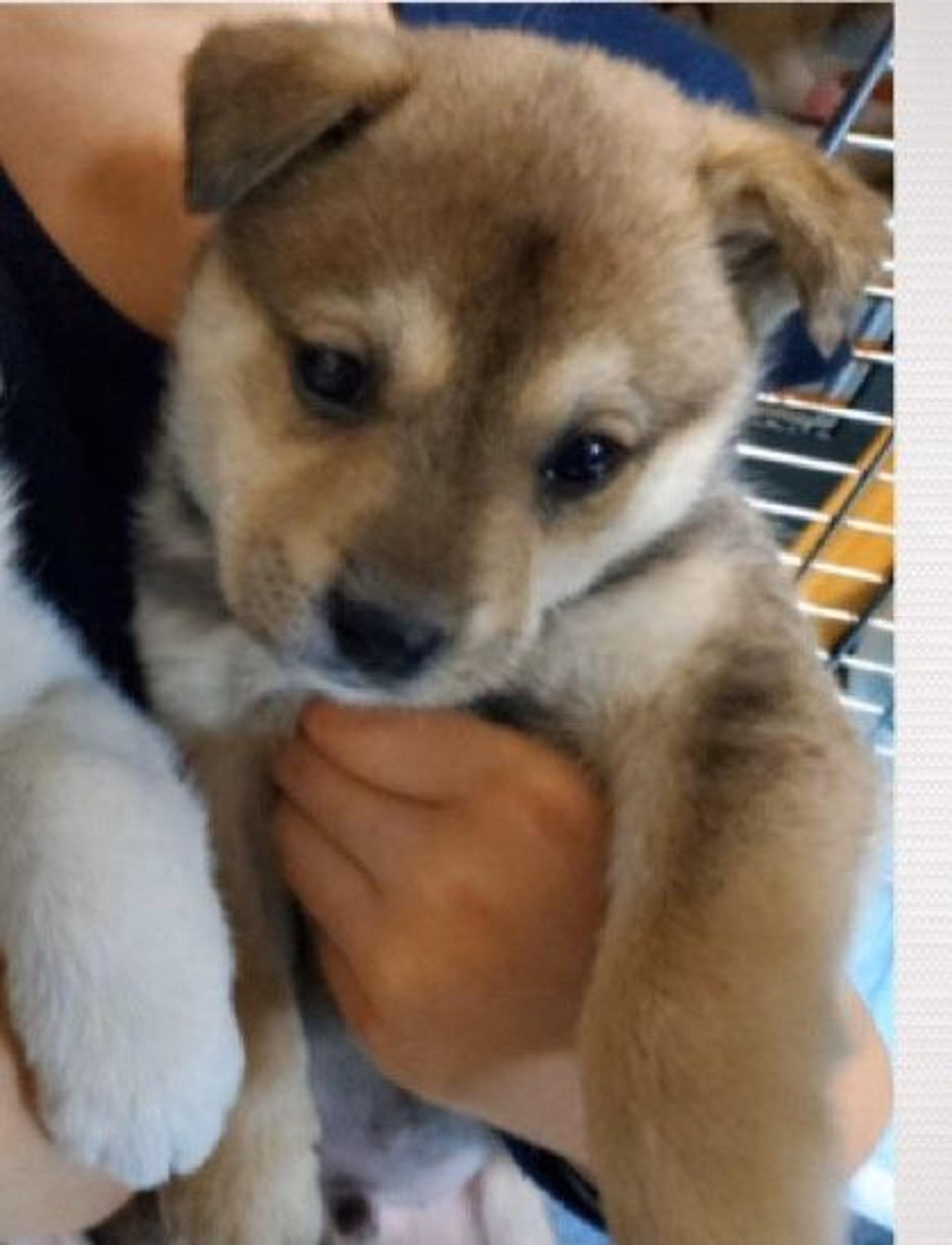 pet-image-2