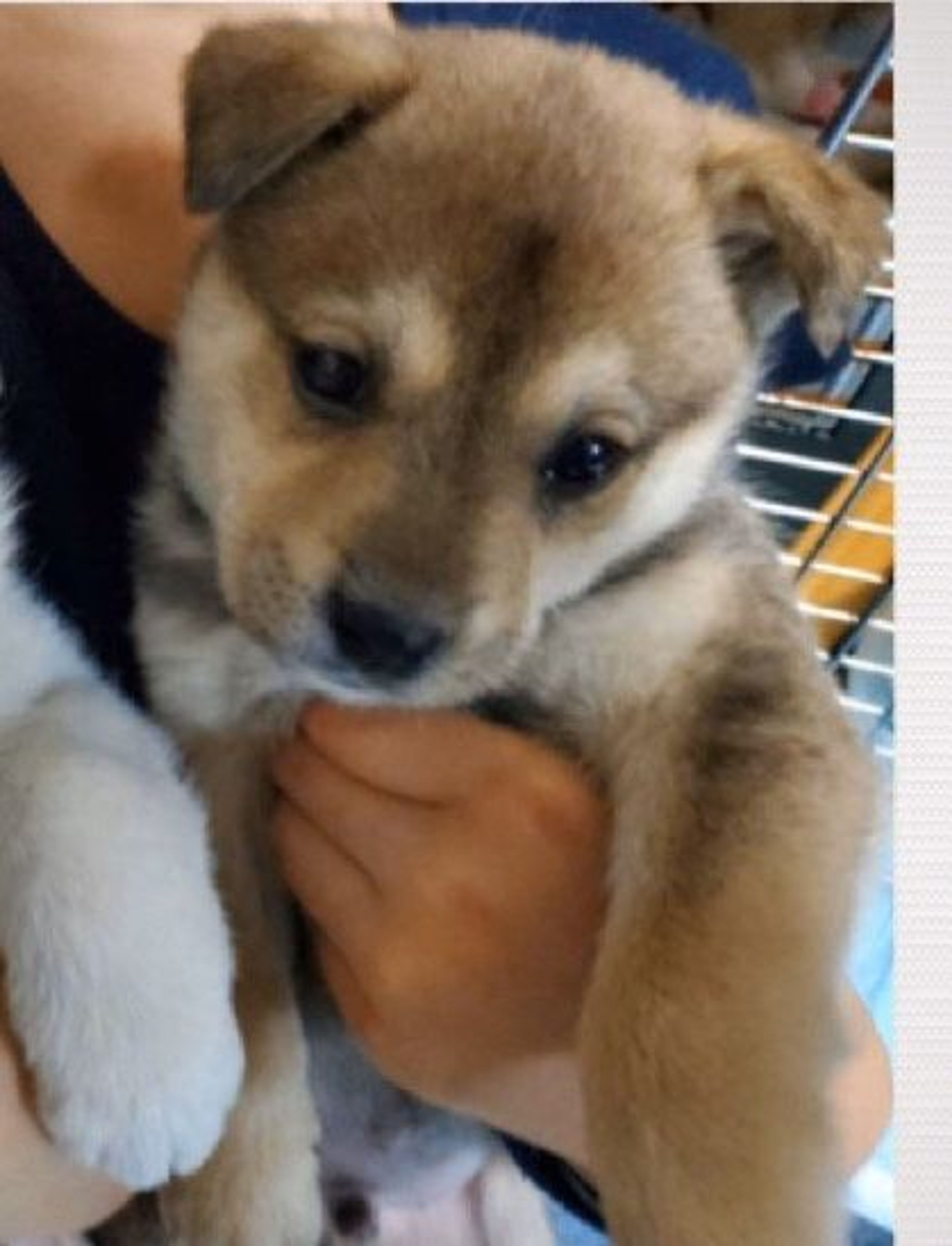 pet-image-2